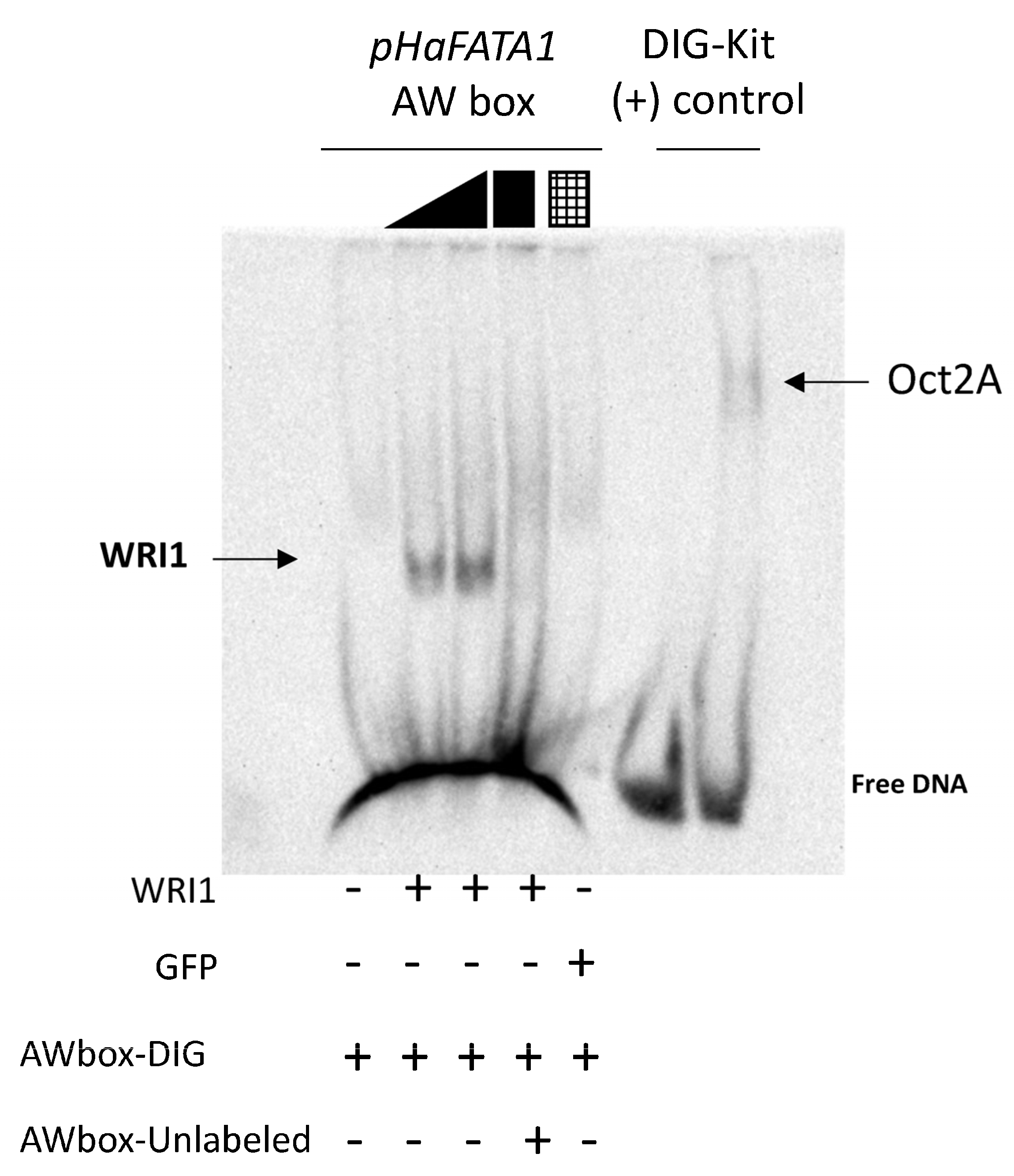 Plants 11 00972 g003