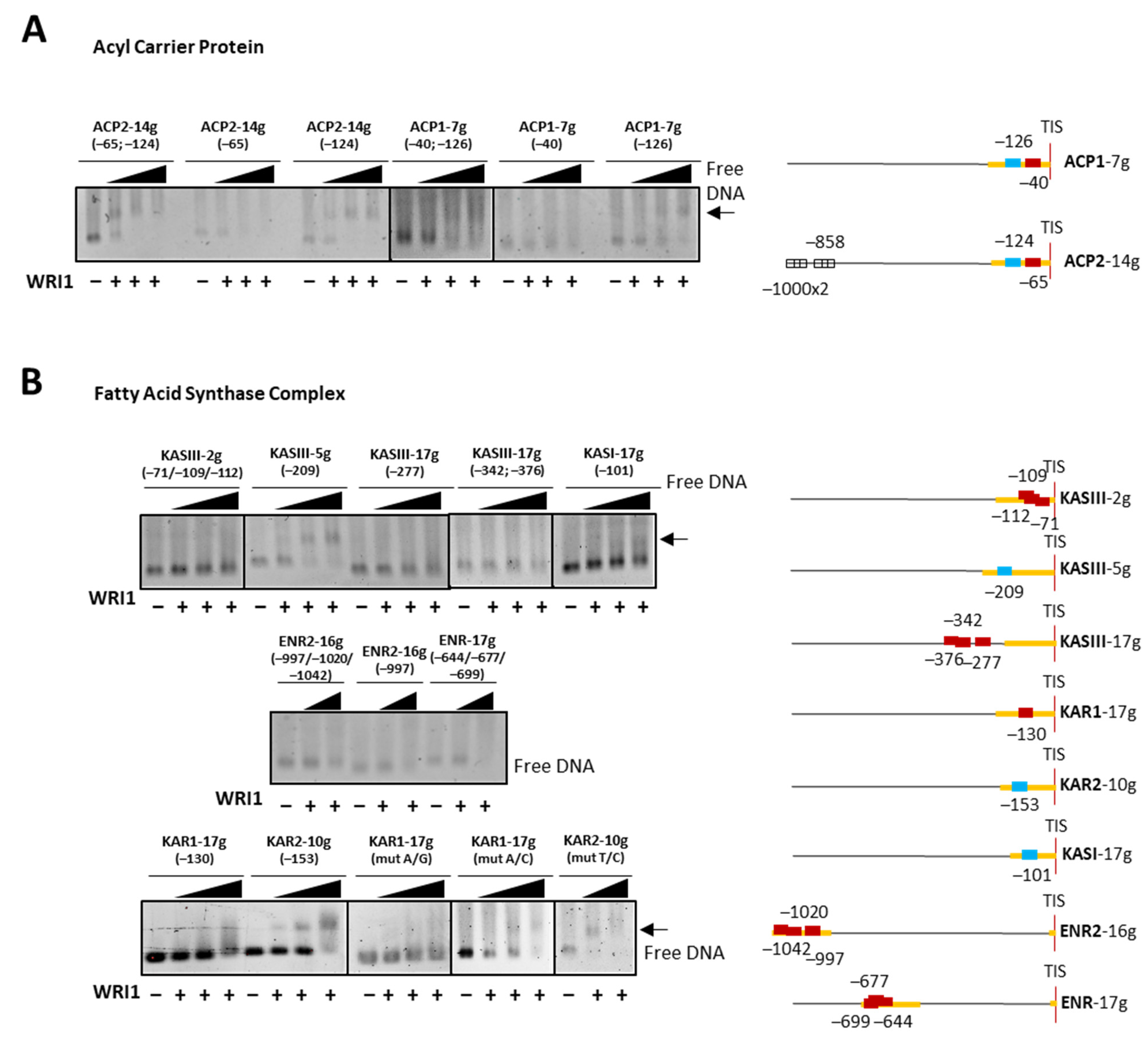 Plants 11 00972 g005