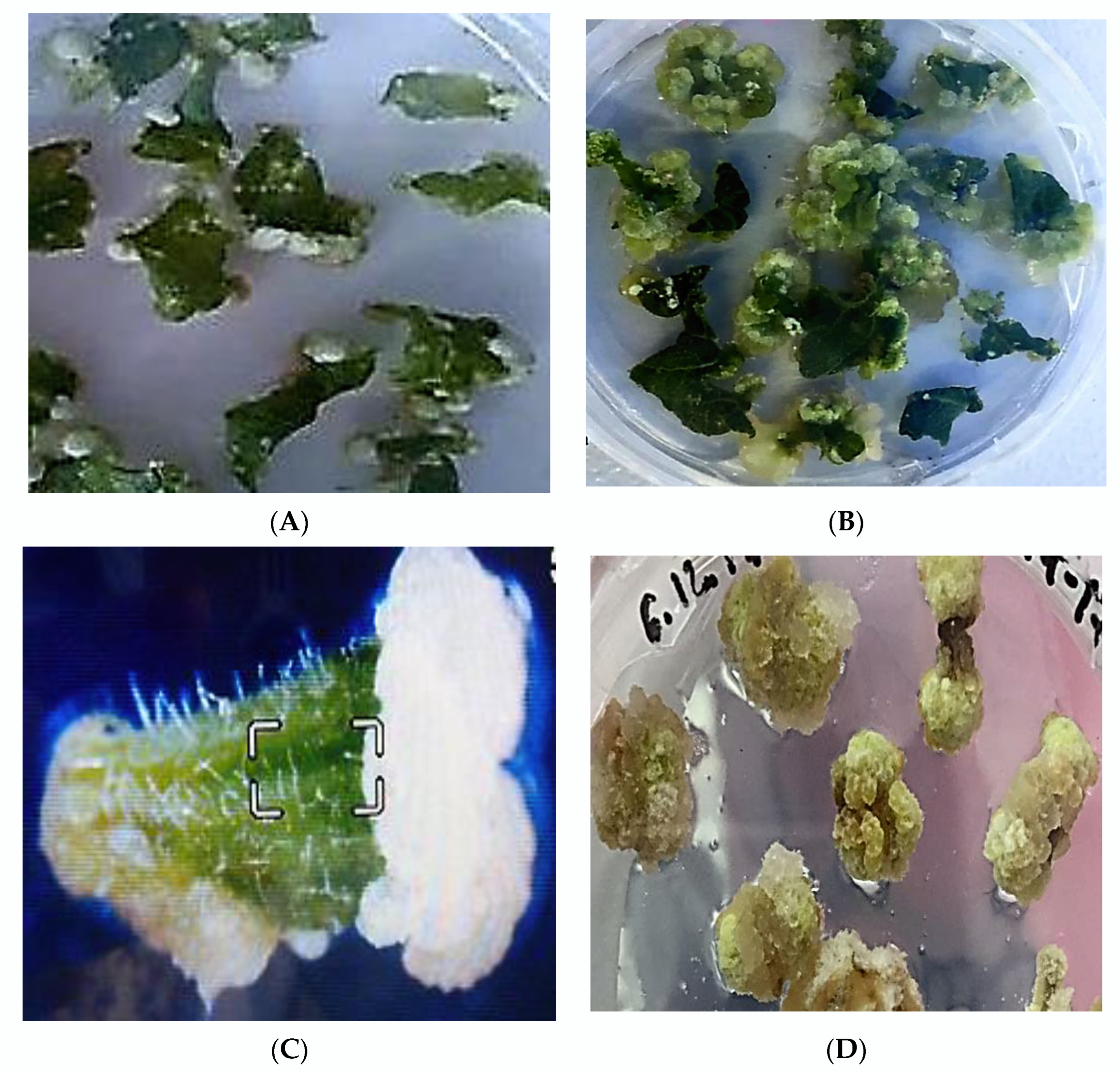 Plants 11 01020 g001a