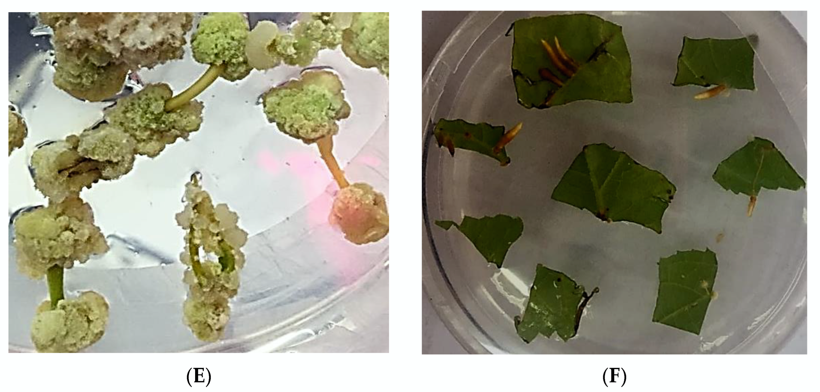 Plants 11 01020 g001b