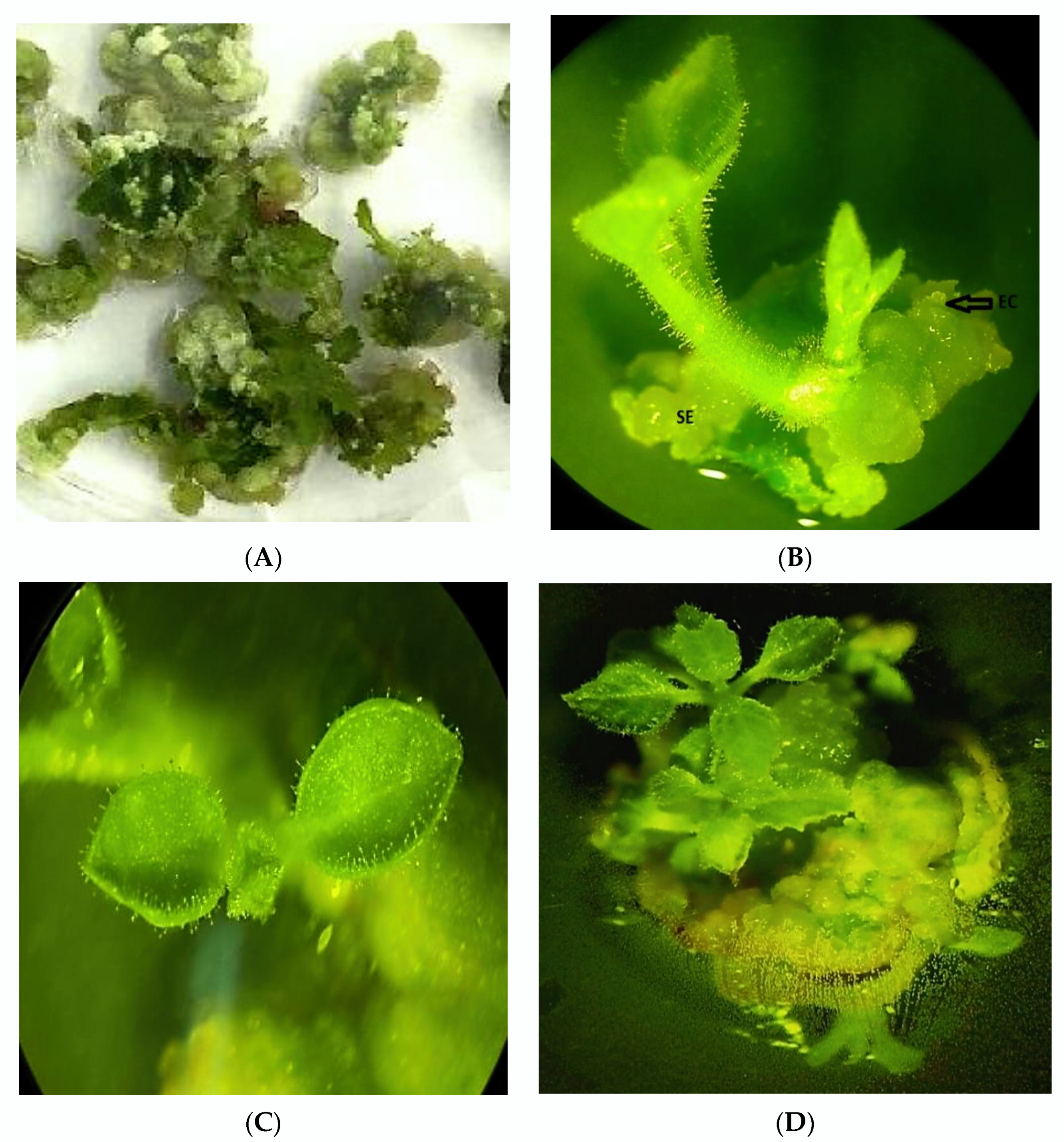 Plants 11 01020 g002