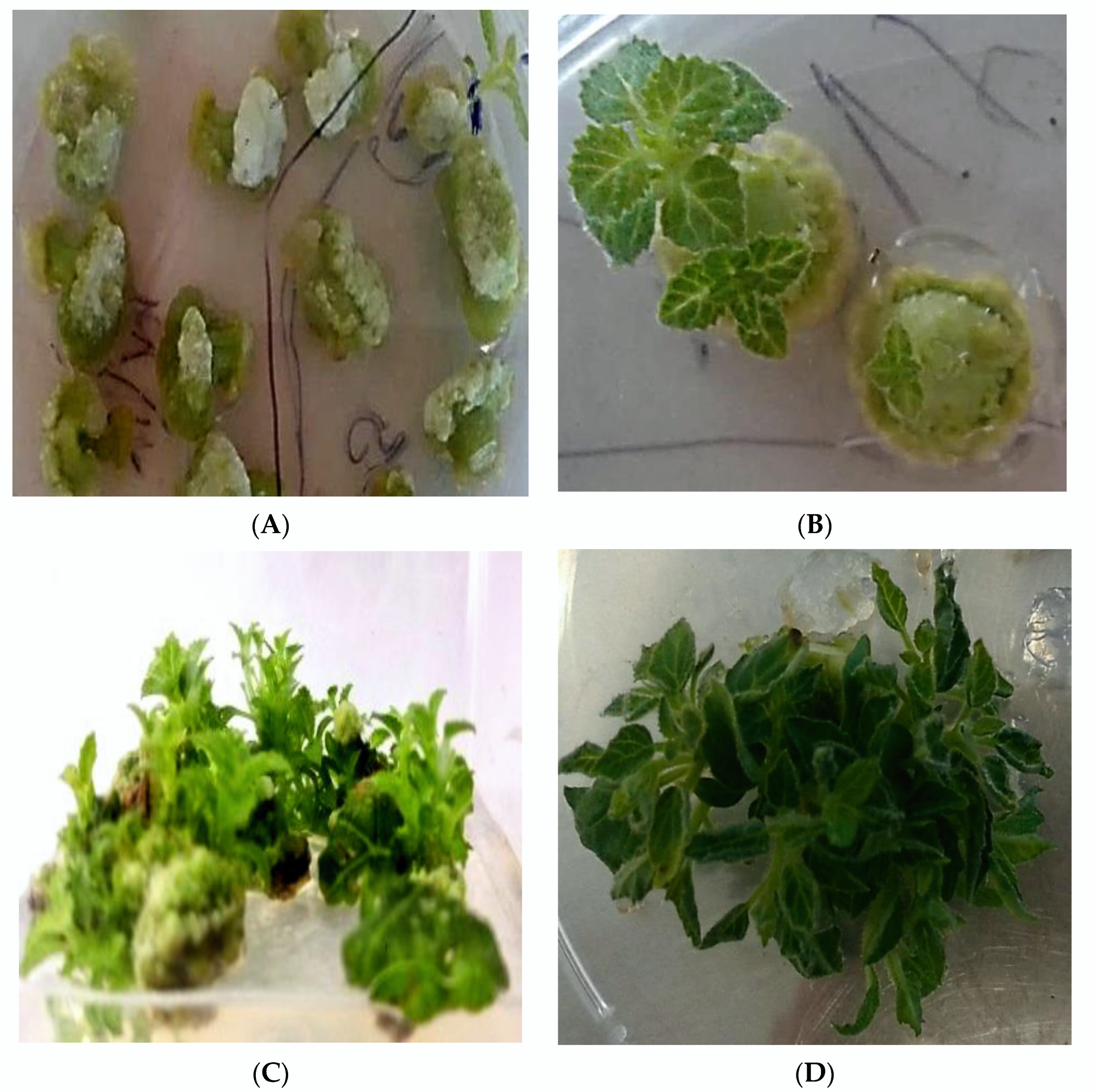 Plants 11 01020 g003