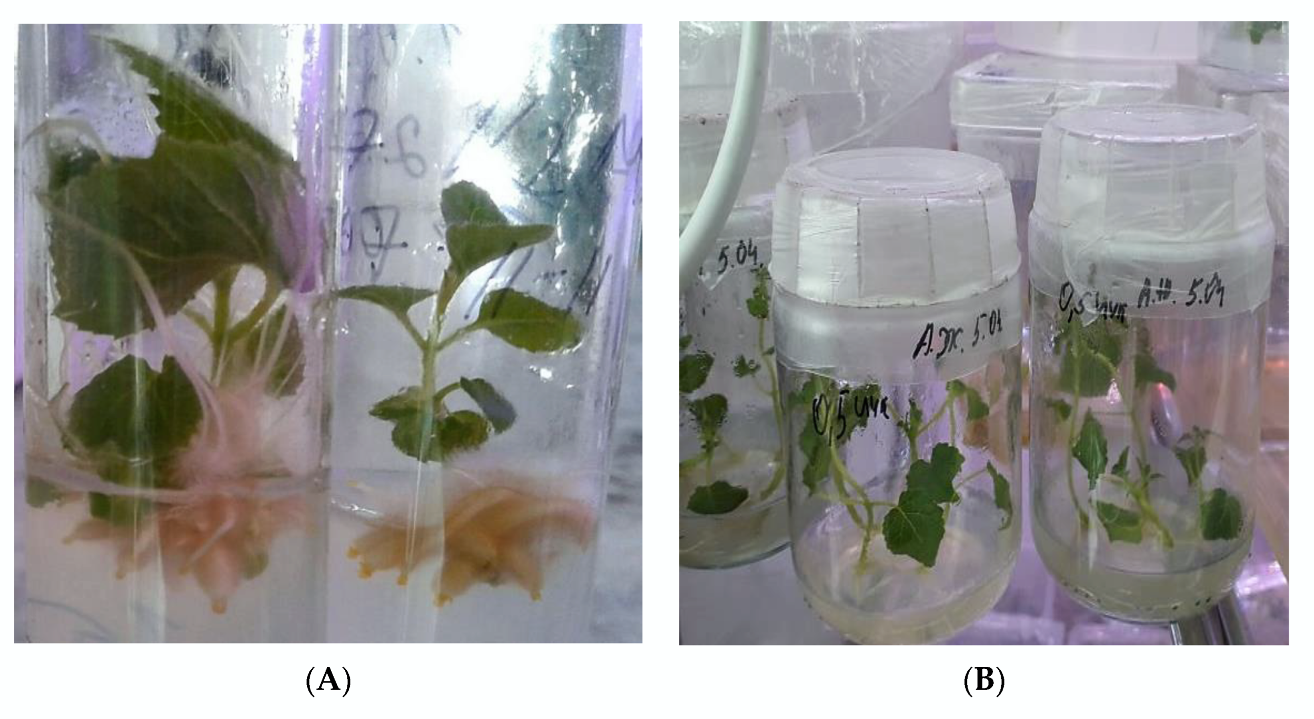 Plants 11 01020 g004a