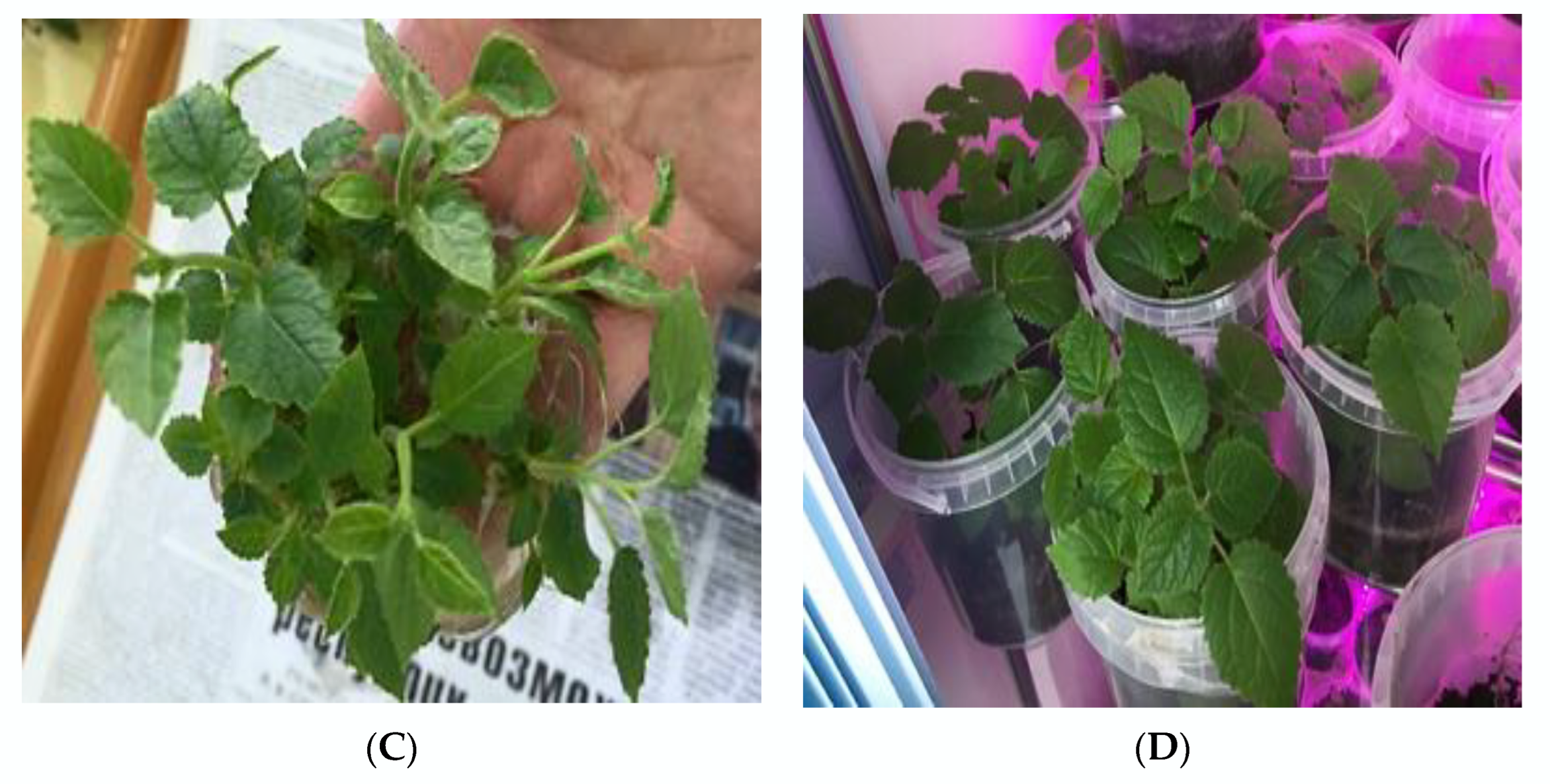 Plants 11 01020 g004b