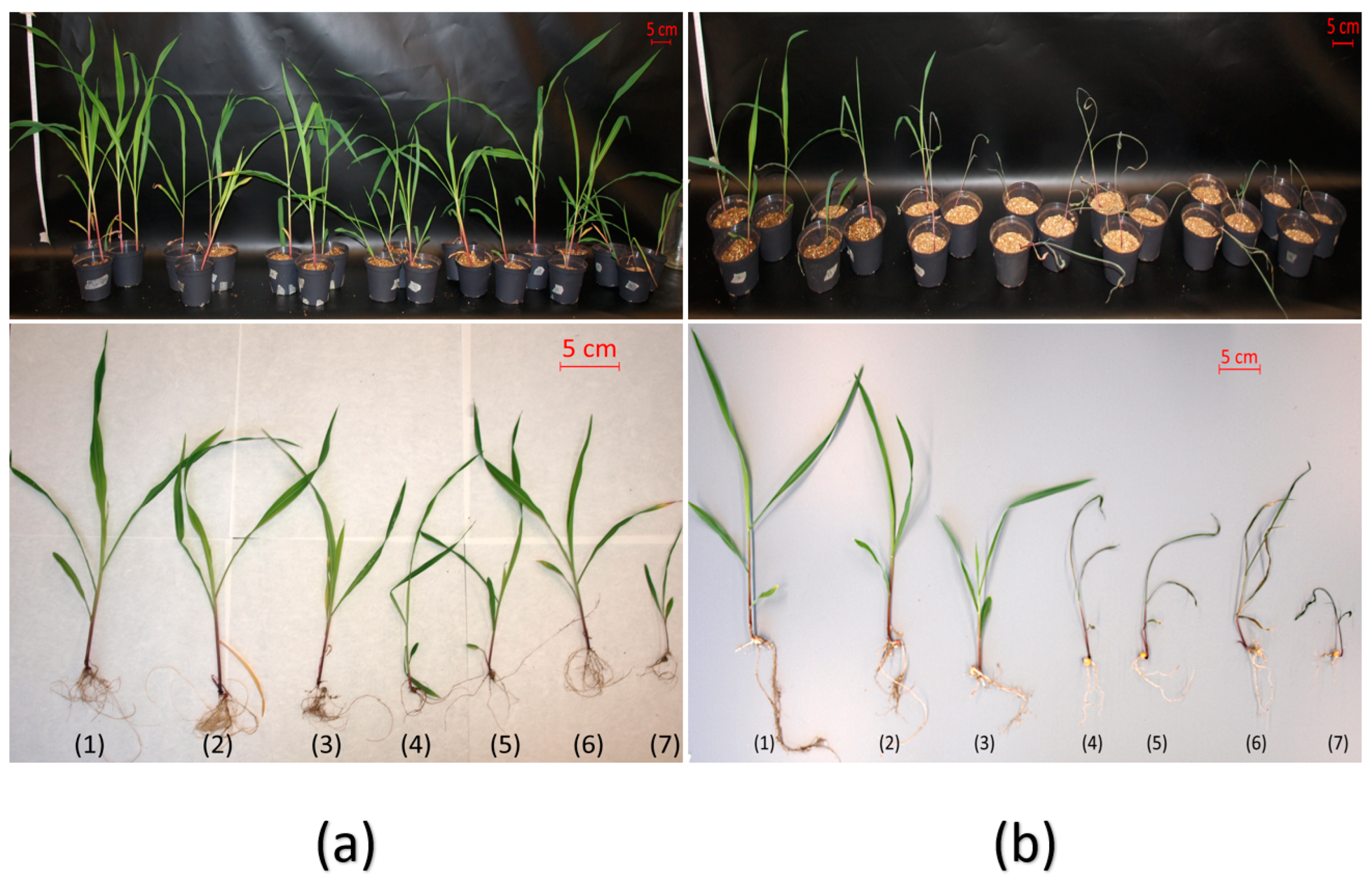 Plants 11 01024 g002