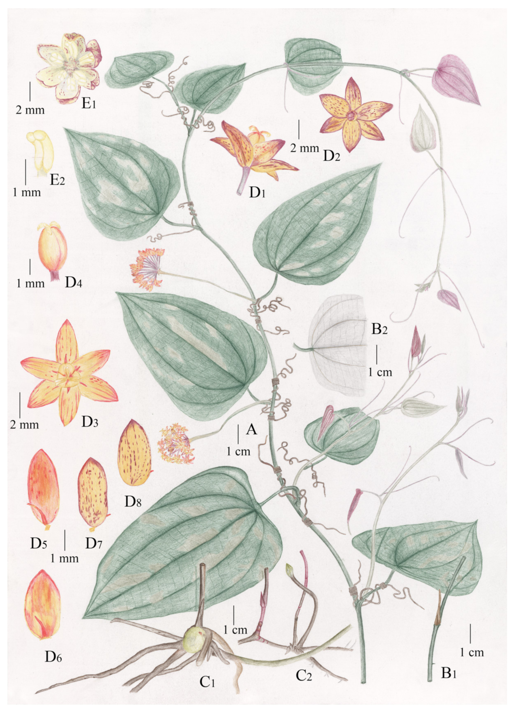 Plants 11 01032 g003