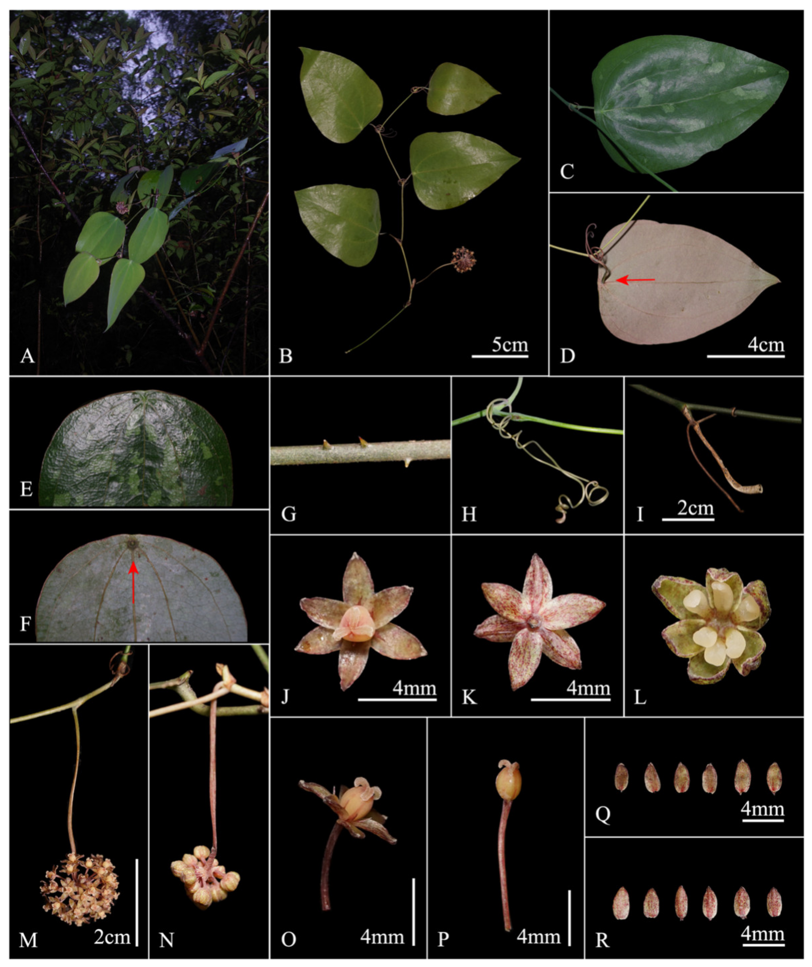 Plants 11 01032 g004