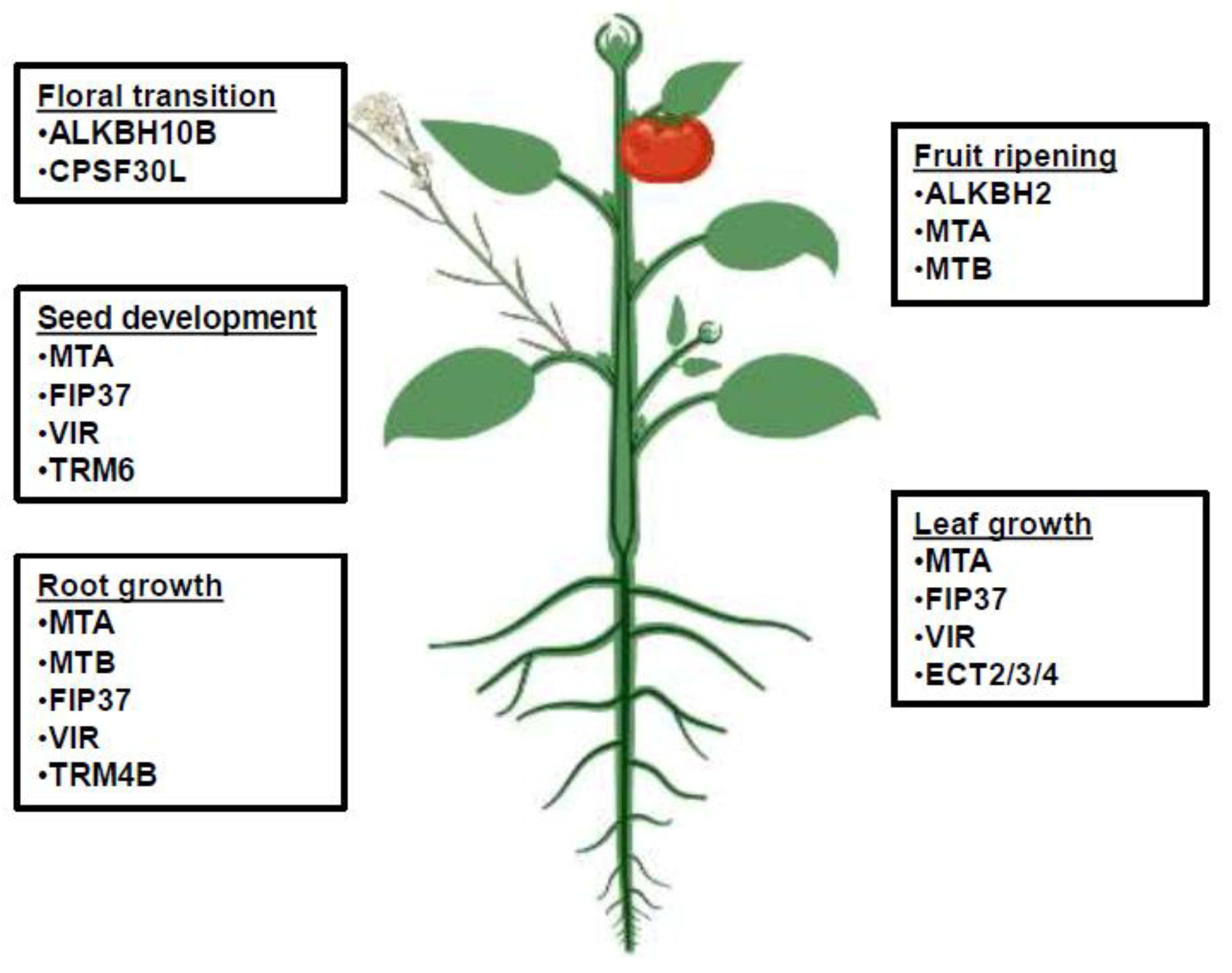 Plants 11 01033 g001