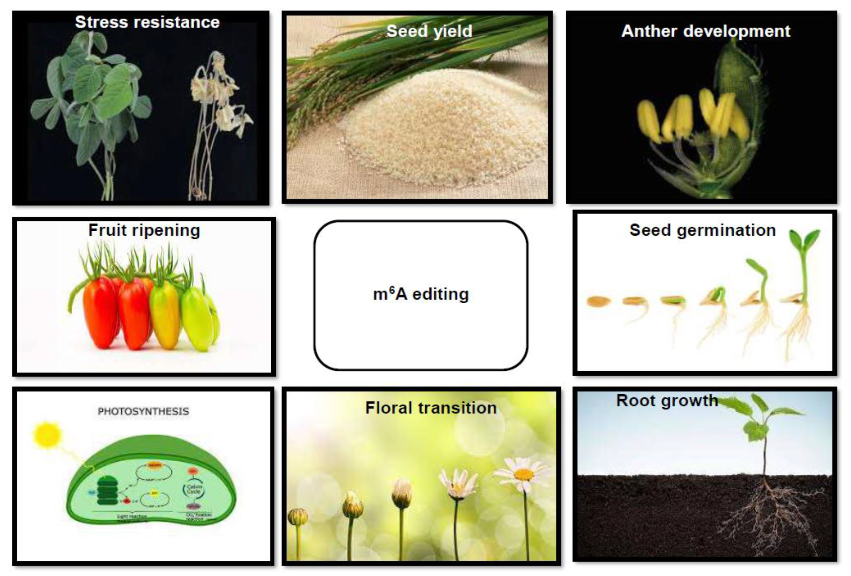 Plants 11 01033 g004