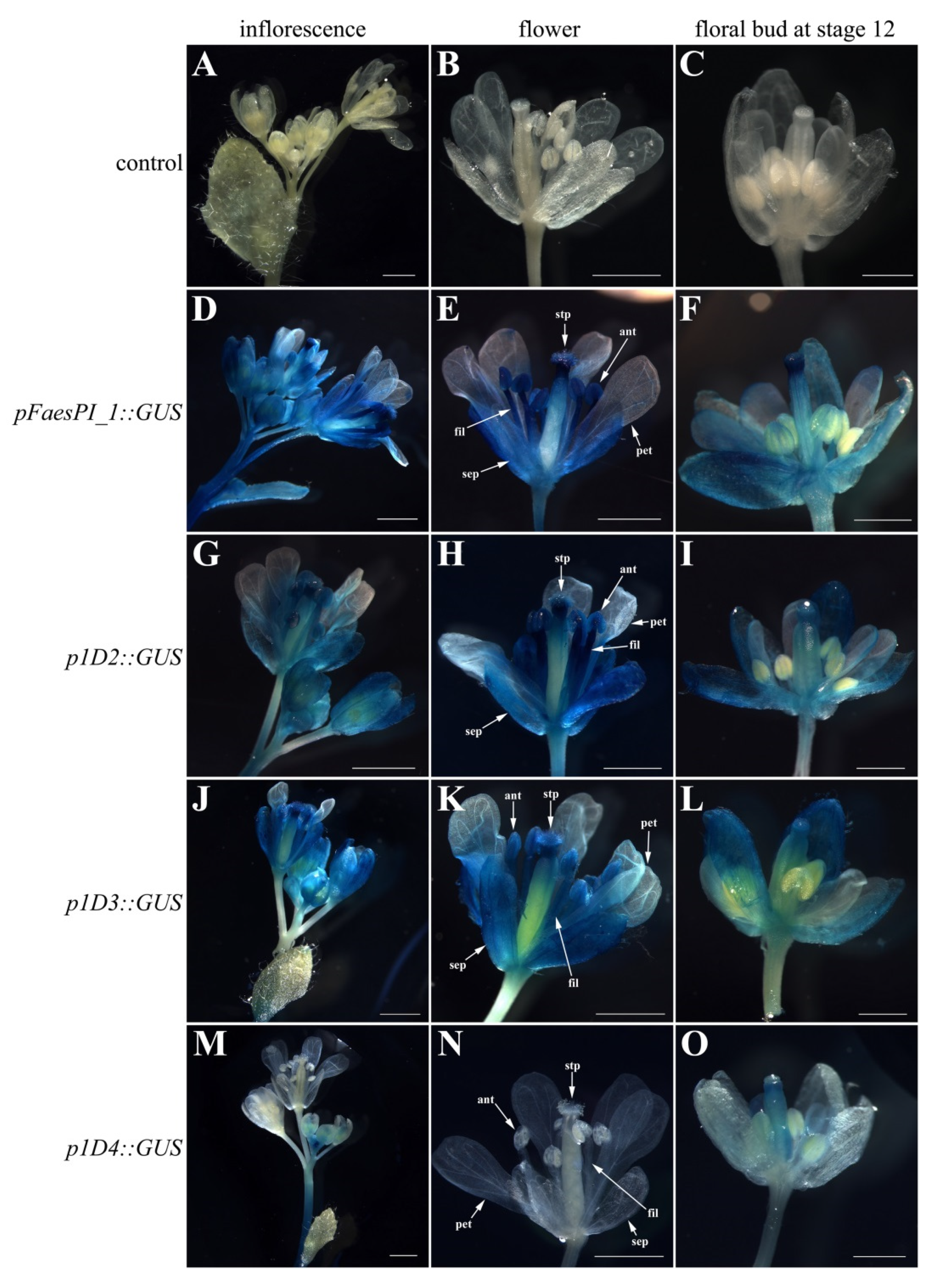 Plants 11 01047 g006