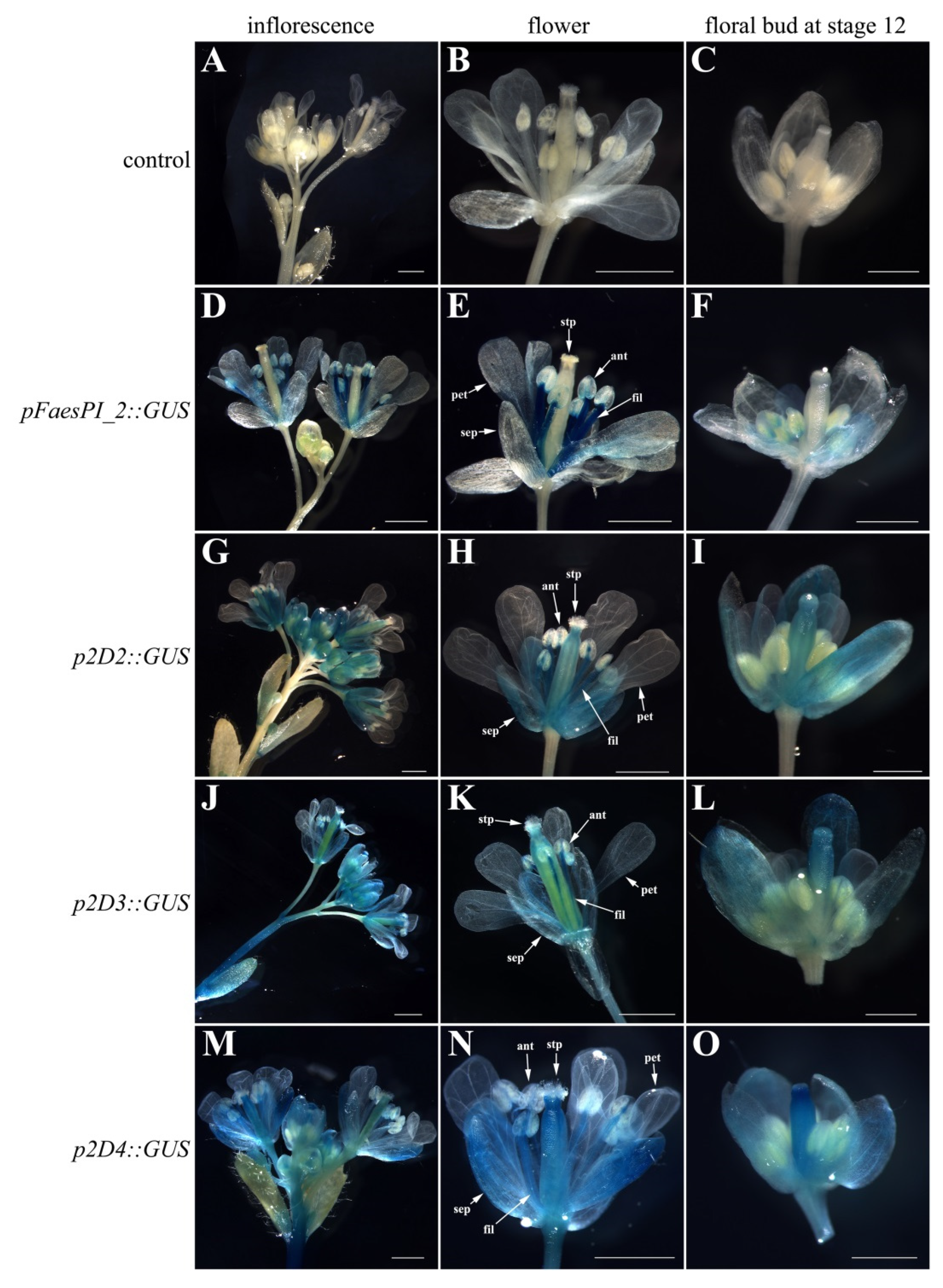 Plants 11 01047 g007