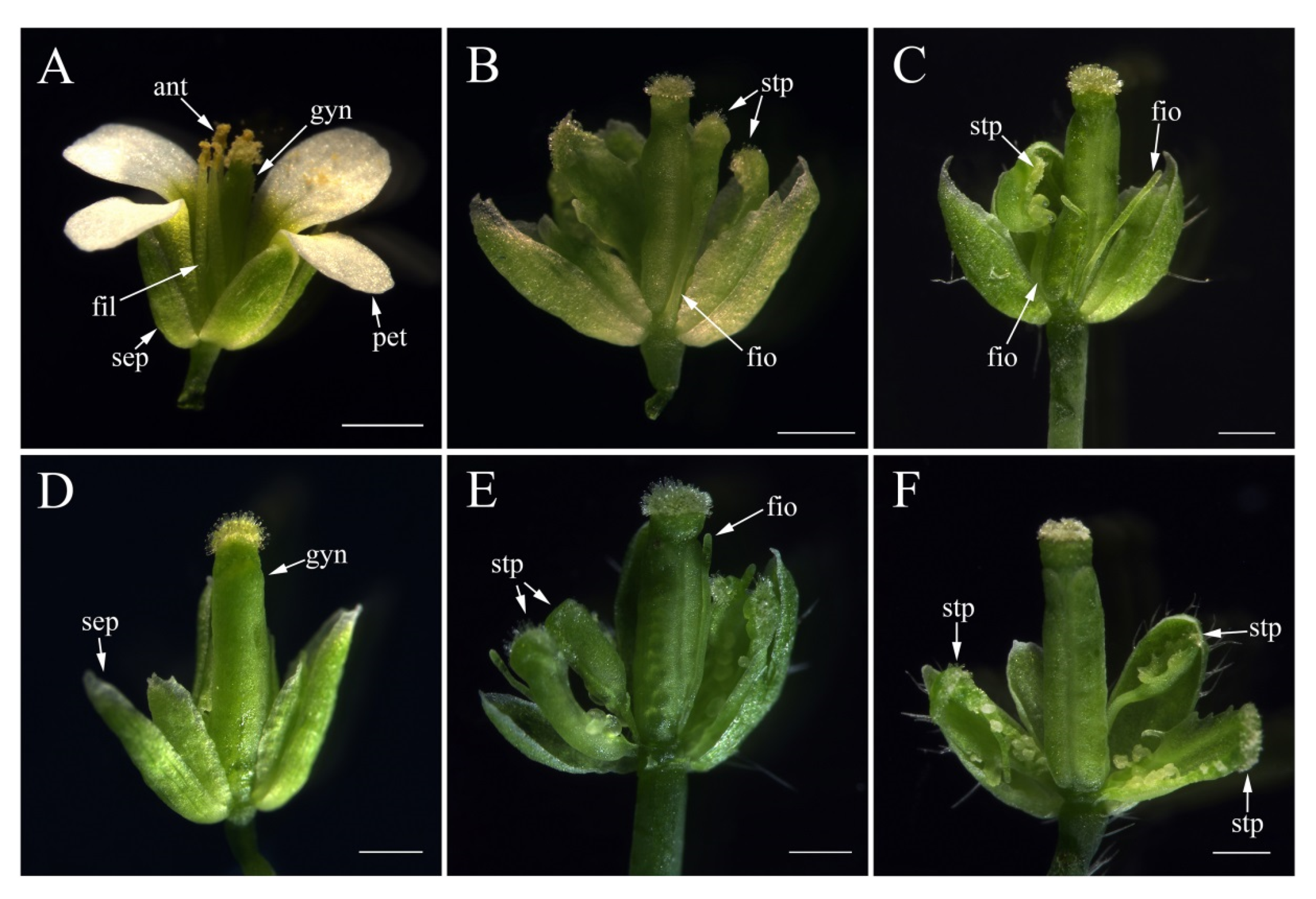 Plants 11 01047 g008