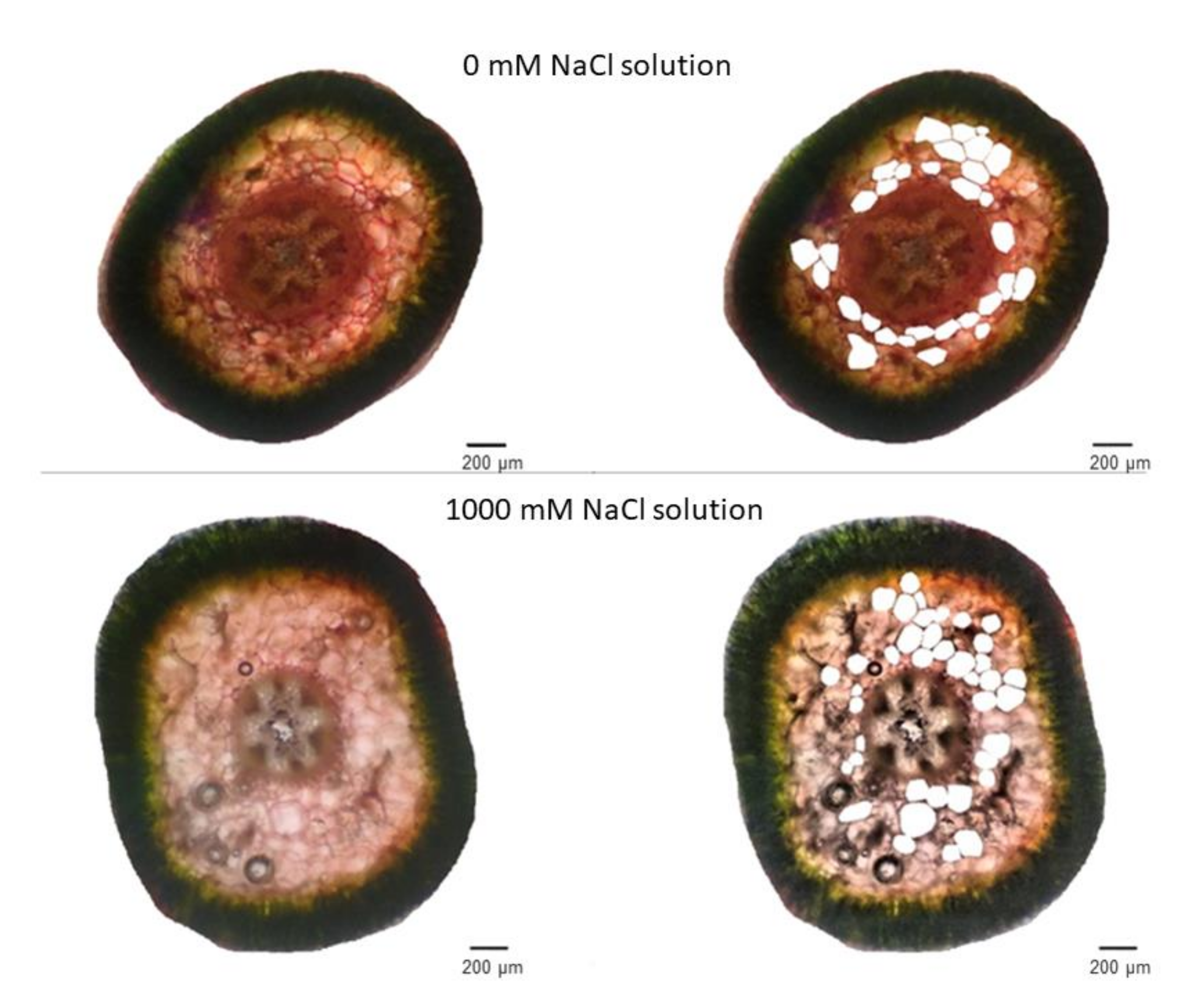 Plants 11 01051 g004