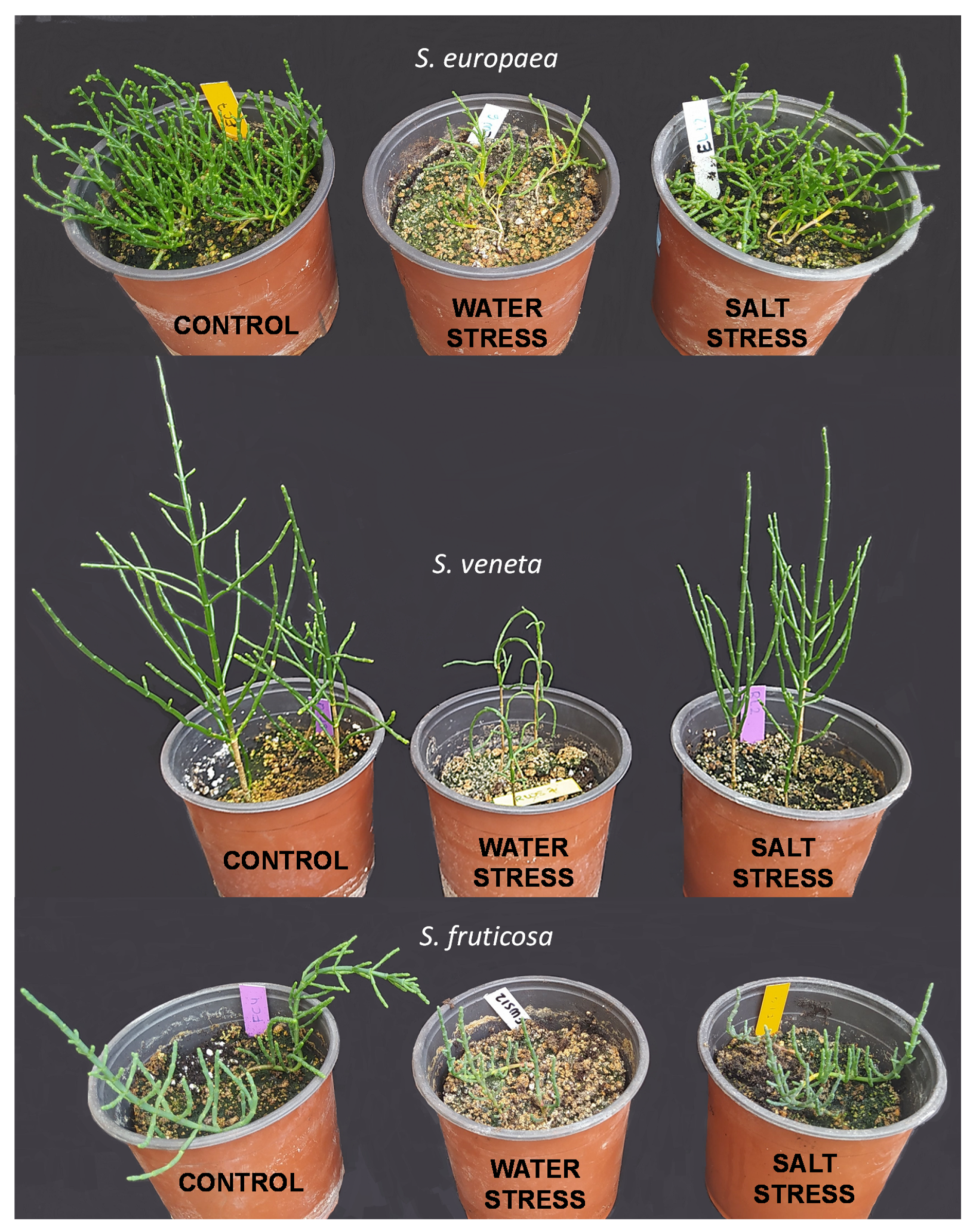 Plants 11 01058 g010