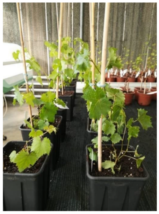 Plants 11 01064 g004