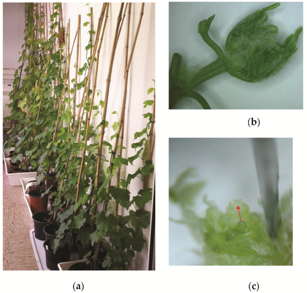 Plants 11 01064 g006