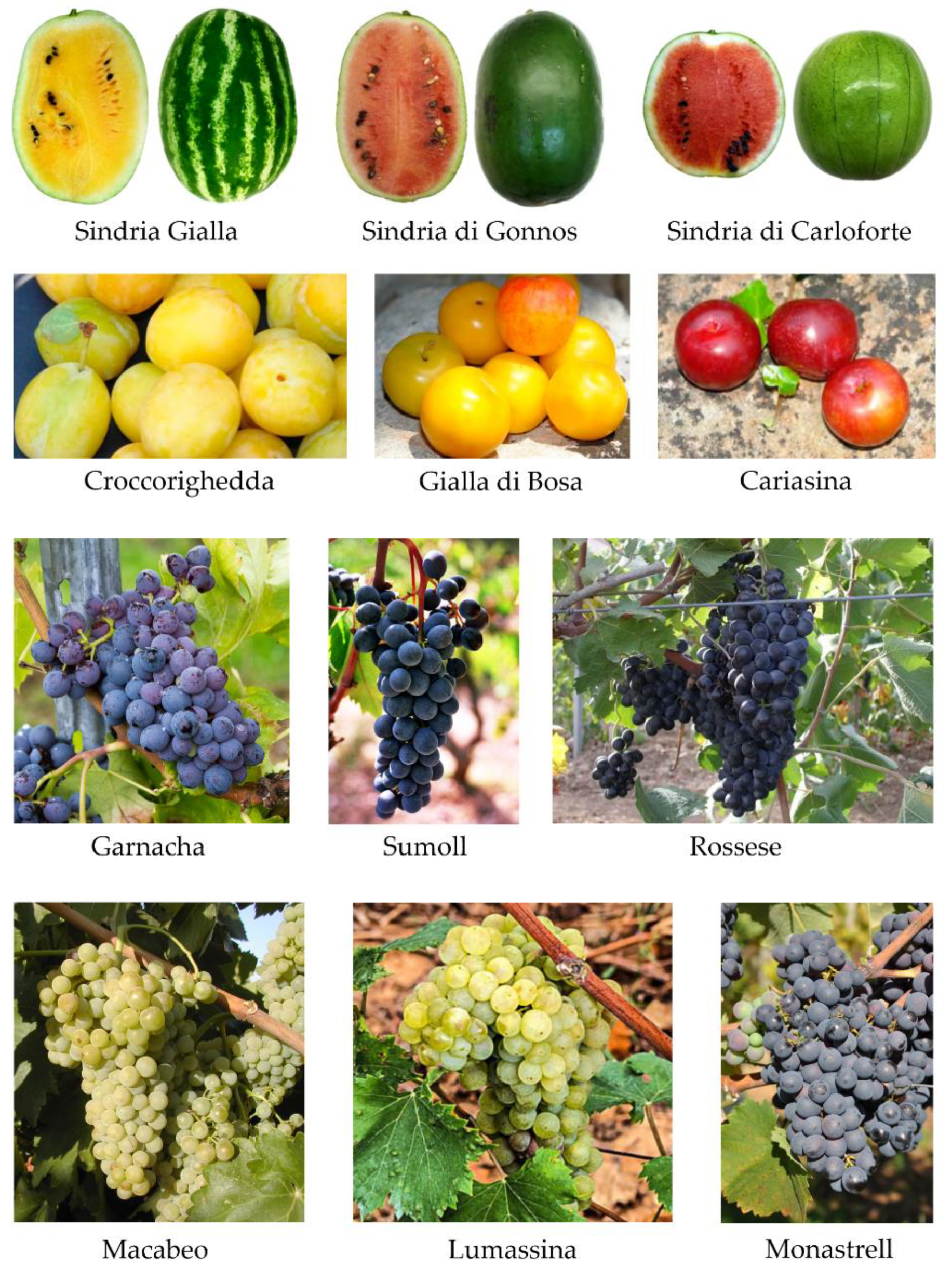 Plants 11 01089 g002