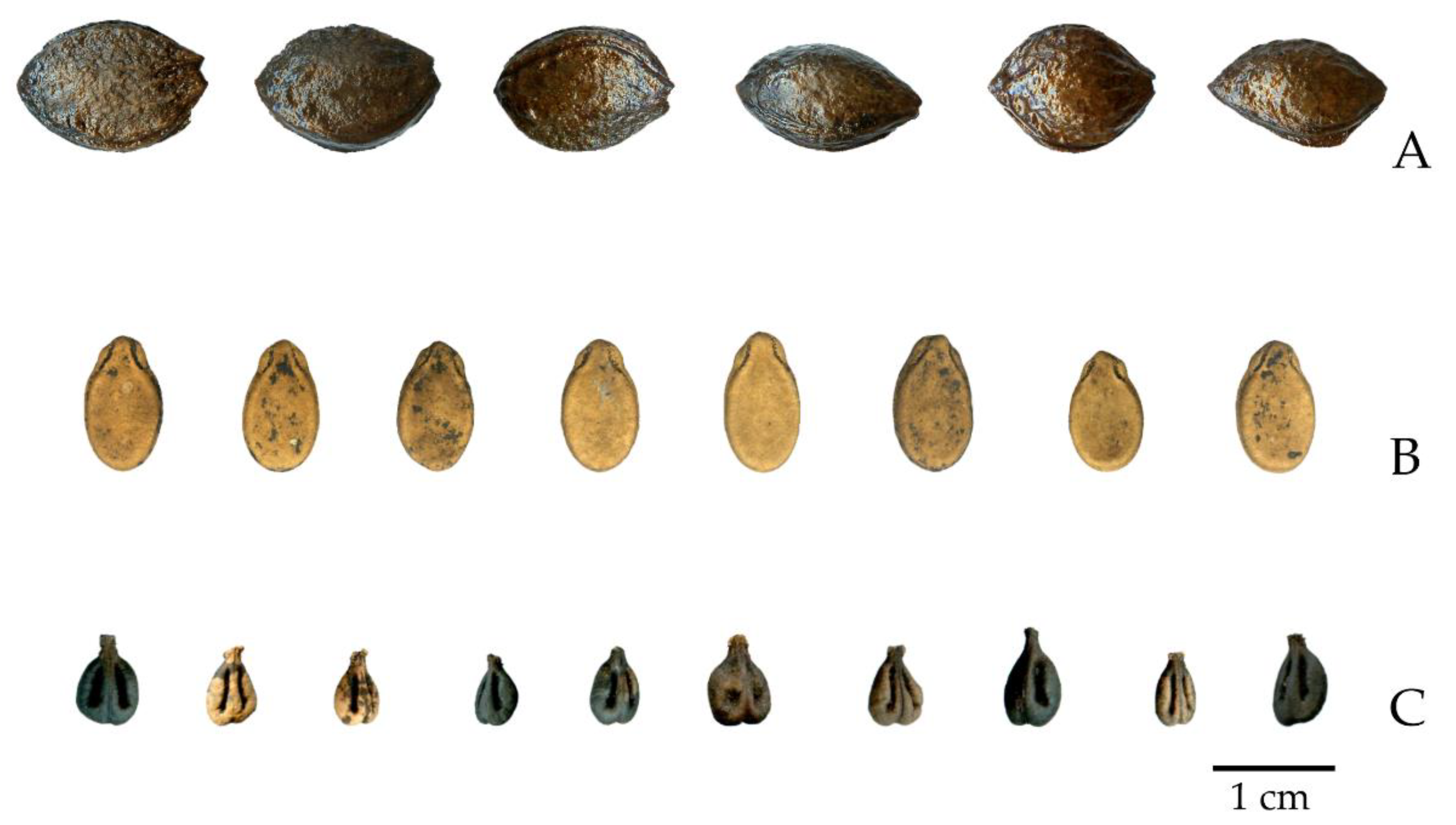 Plants 11 01089 g003