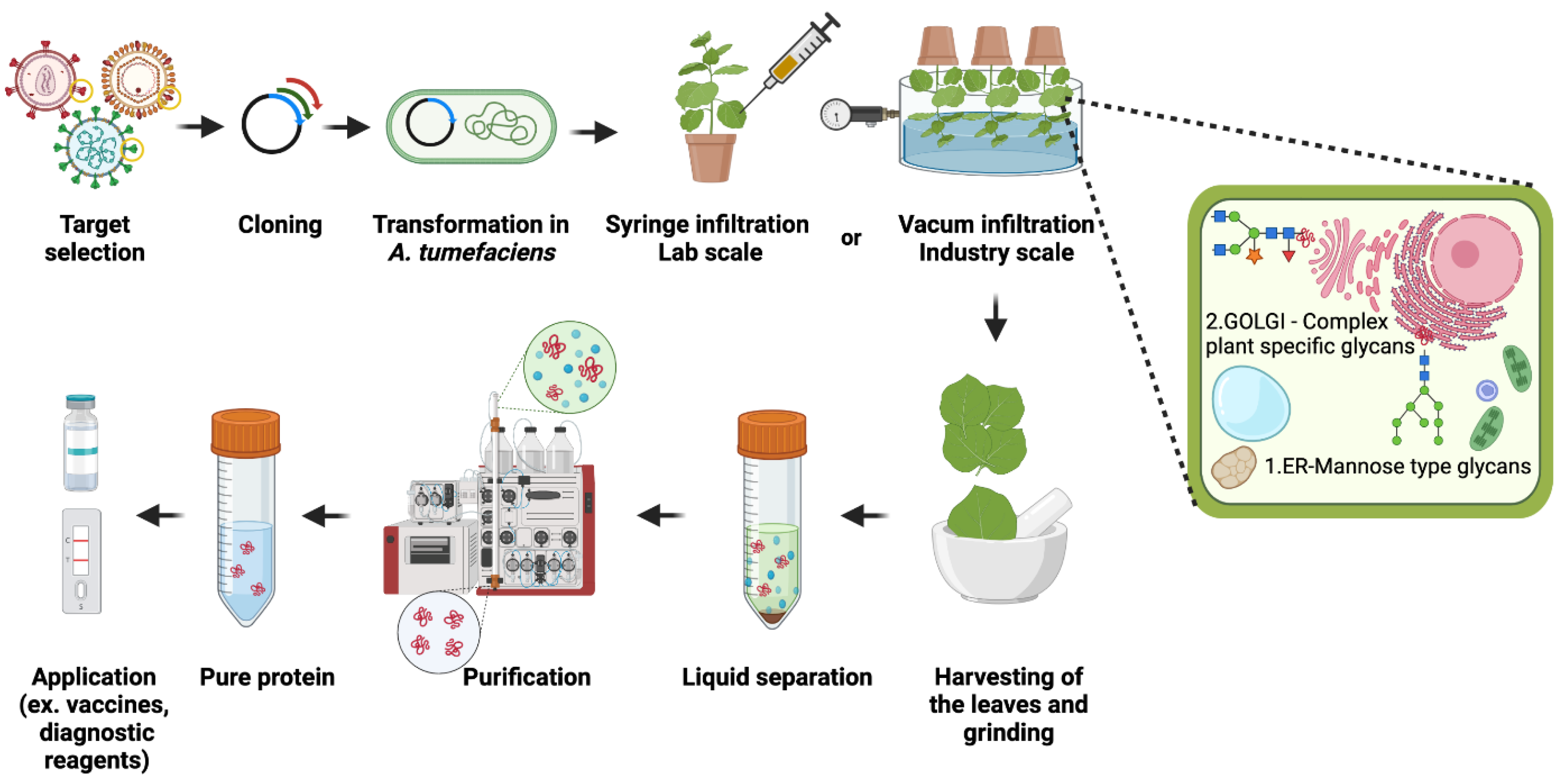 Plants 11 01093 g001