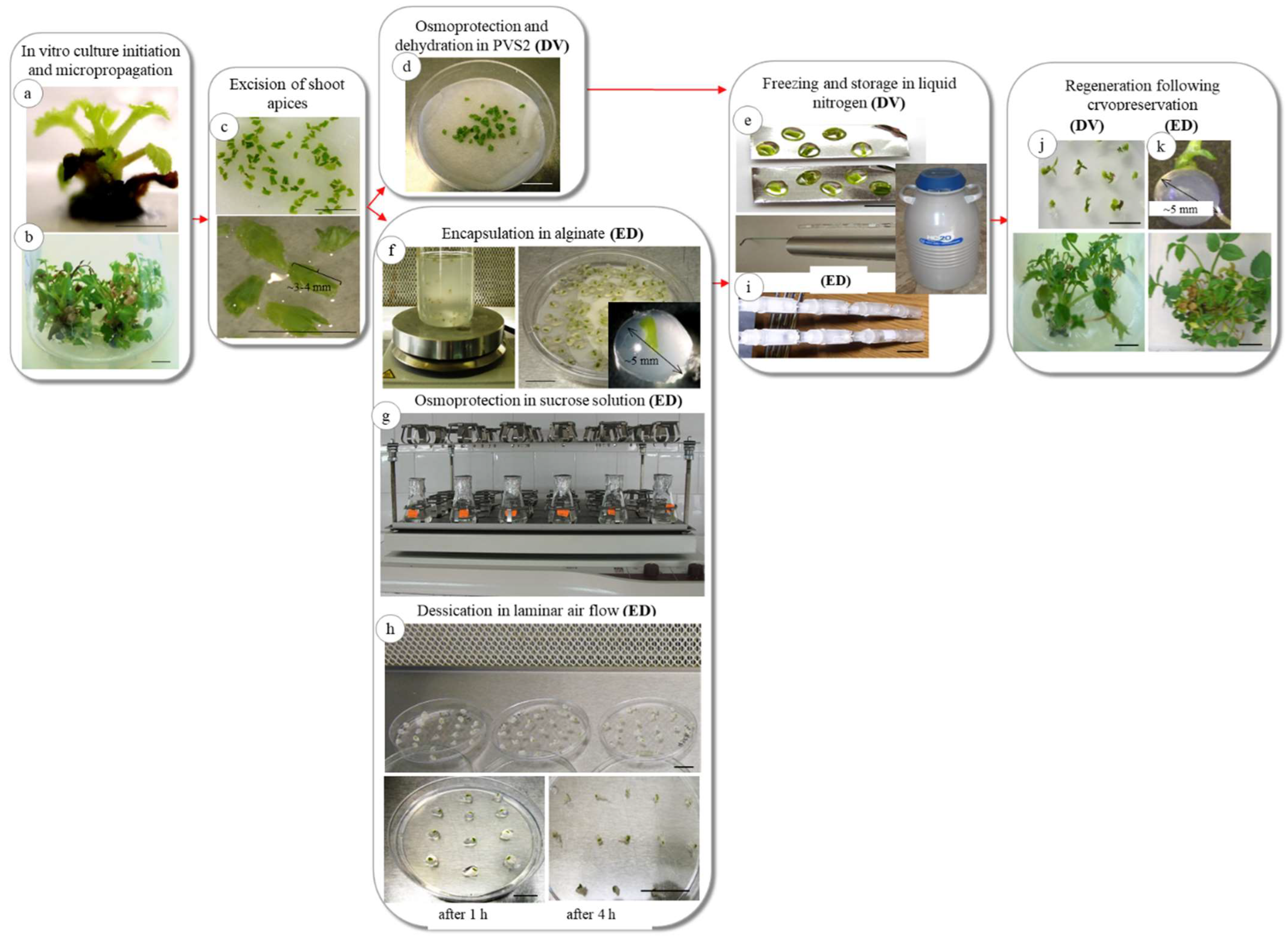 Plants 11 01095 g001