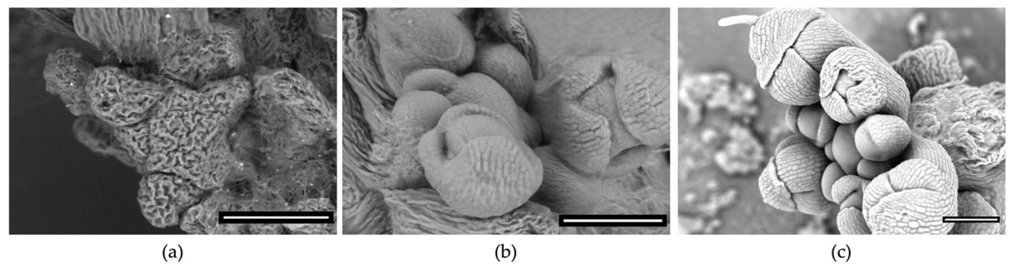 Plants 11 01113 g001