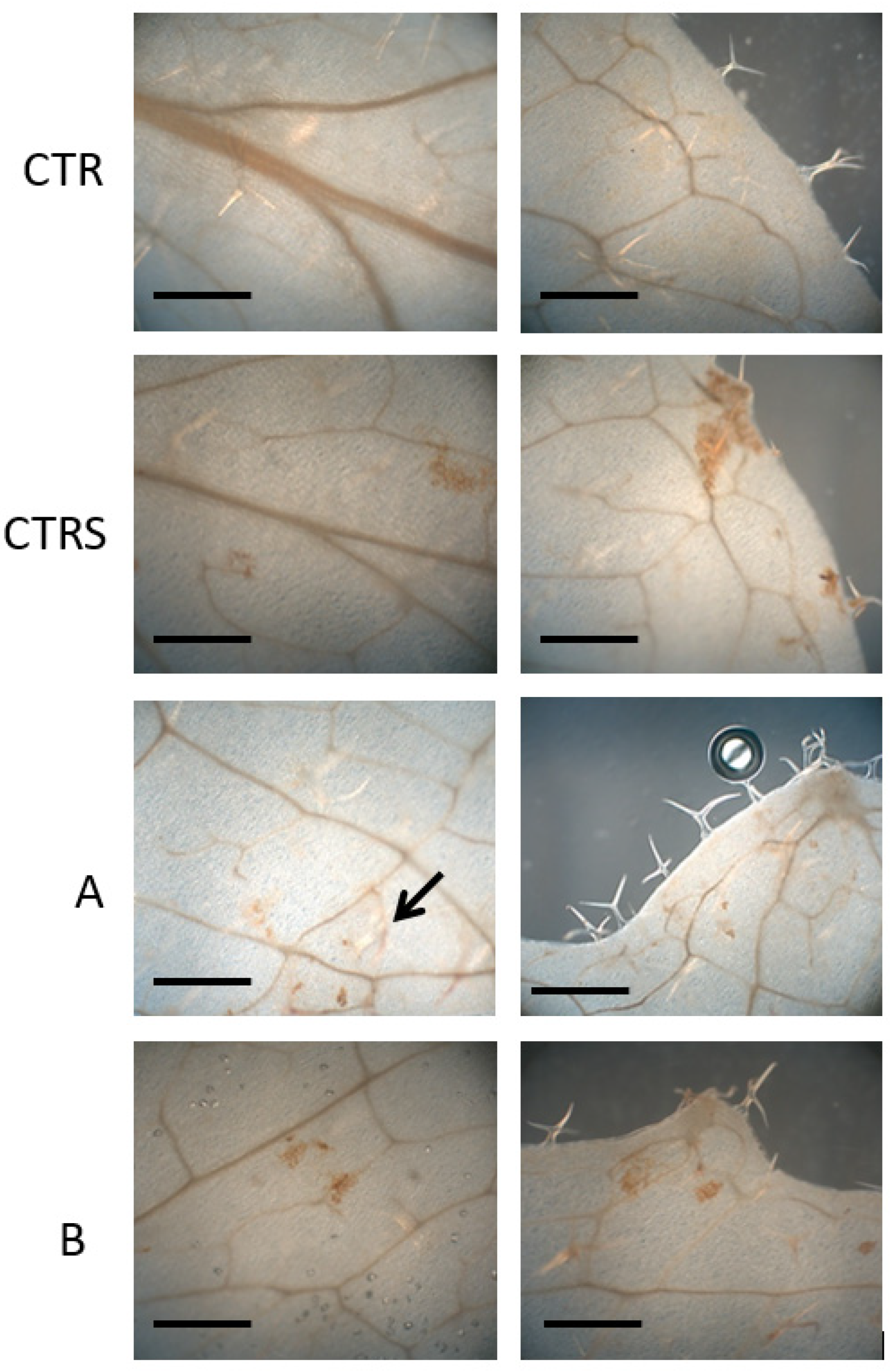 Plants 11 01130 g003