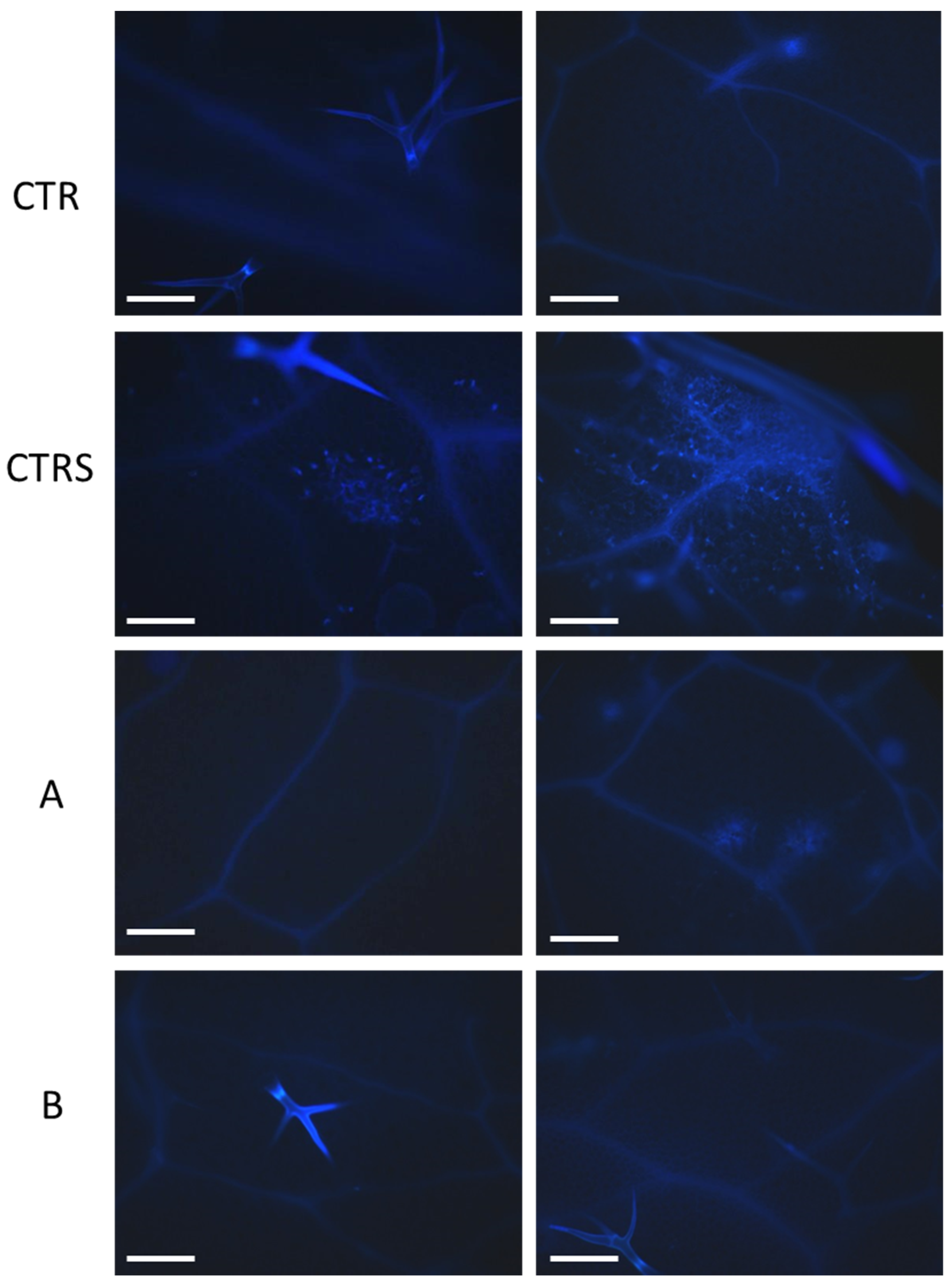 Plants 11 01130 g004