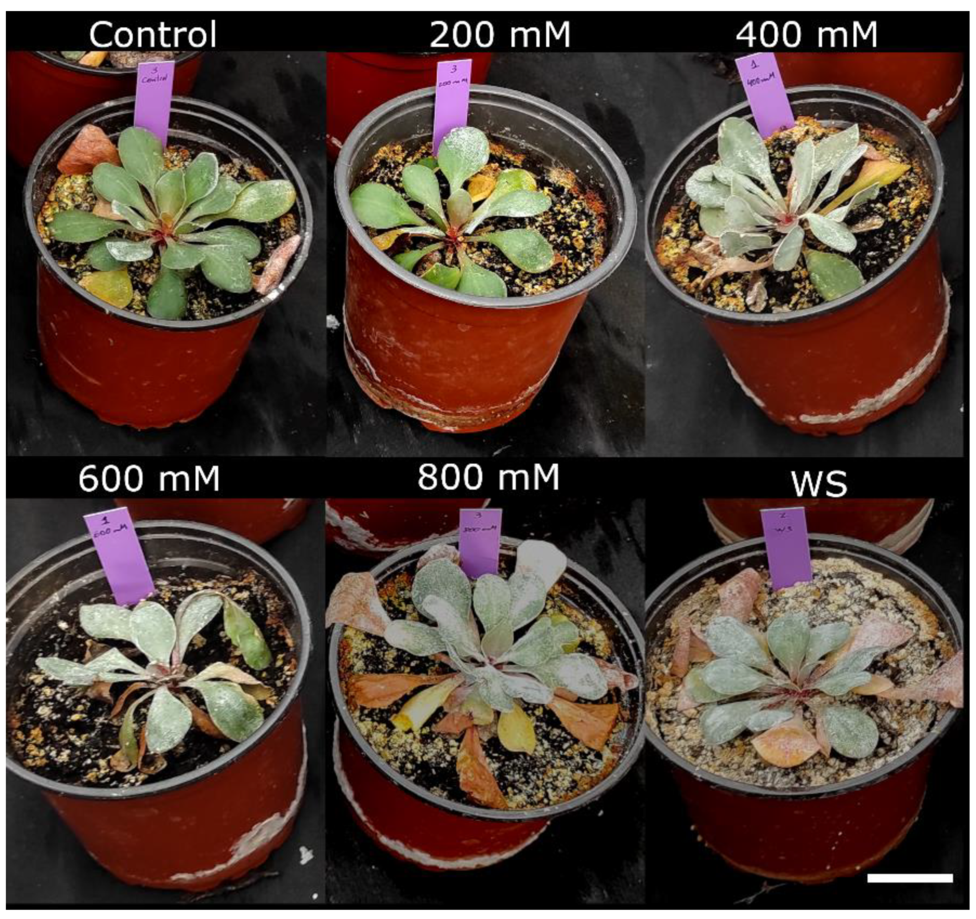 Plants 11 01137 g001 Plants 11 01137 g001