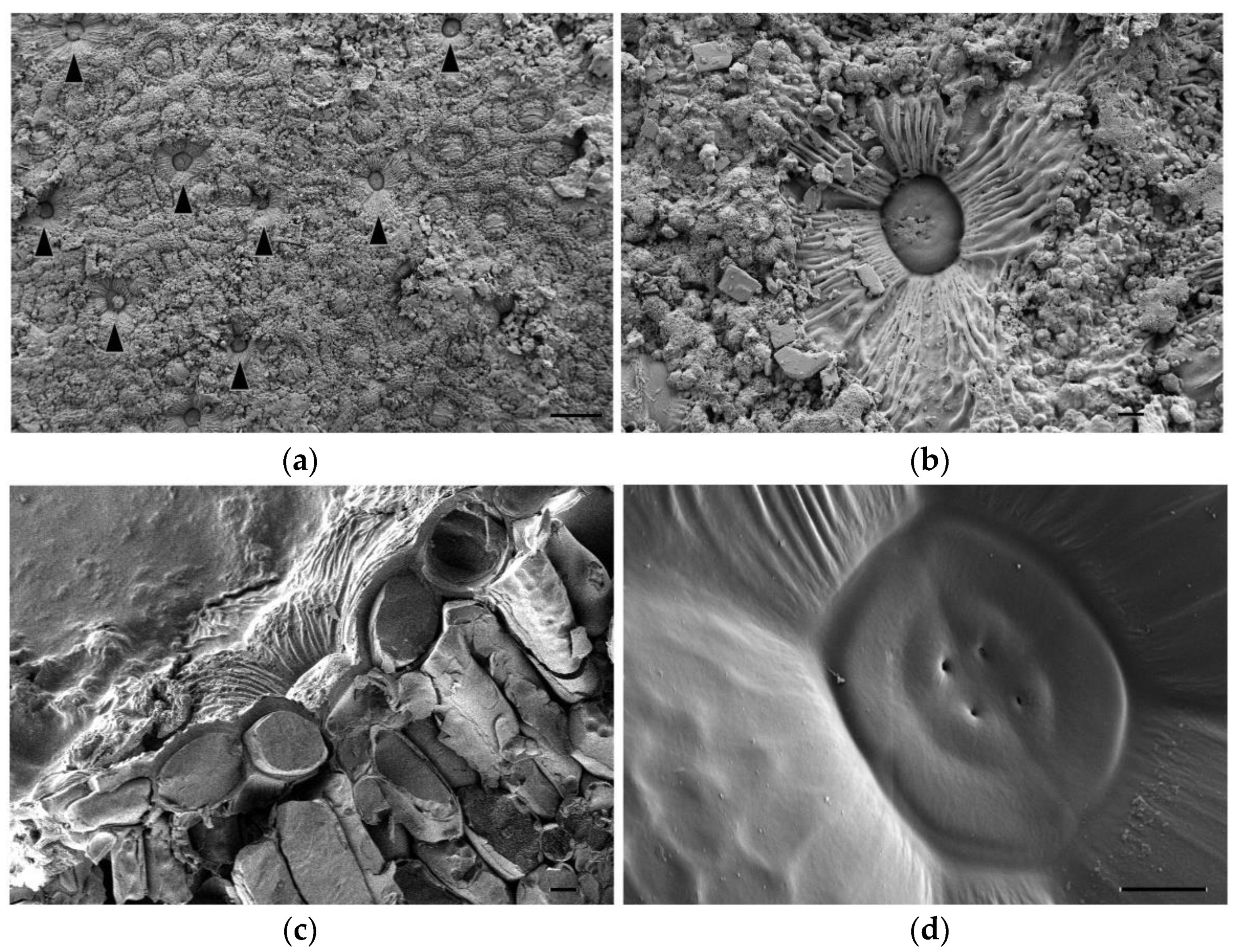 Plants 11 01137 g003 Plants 11 01137 g003