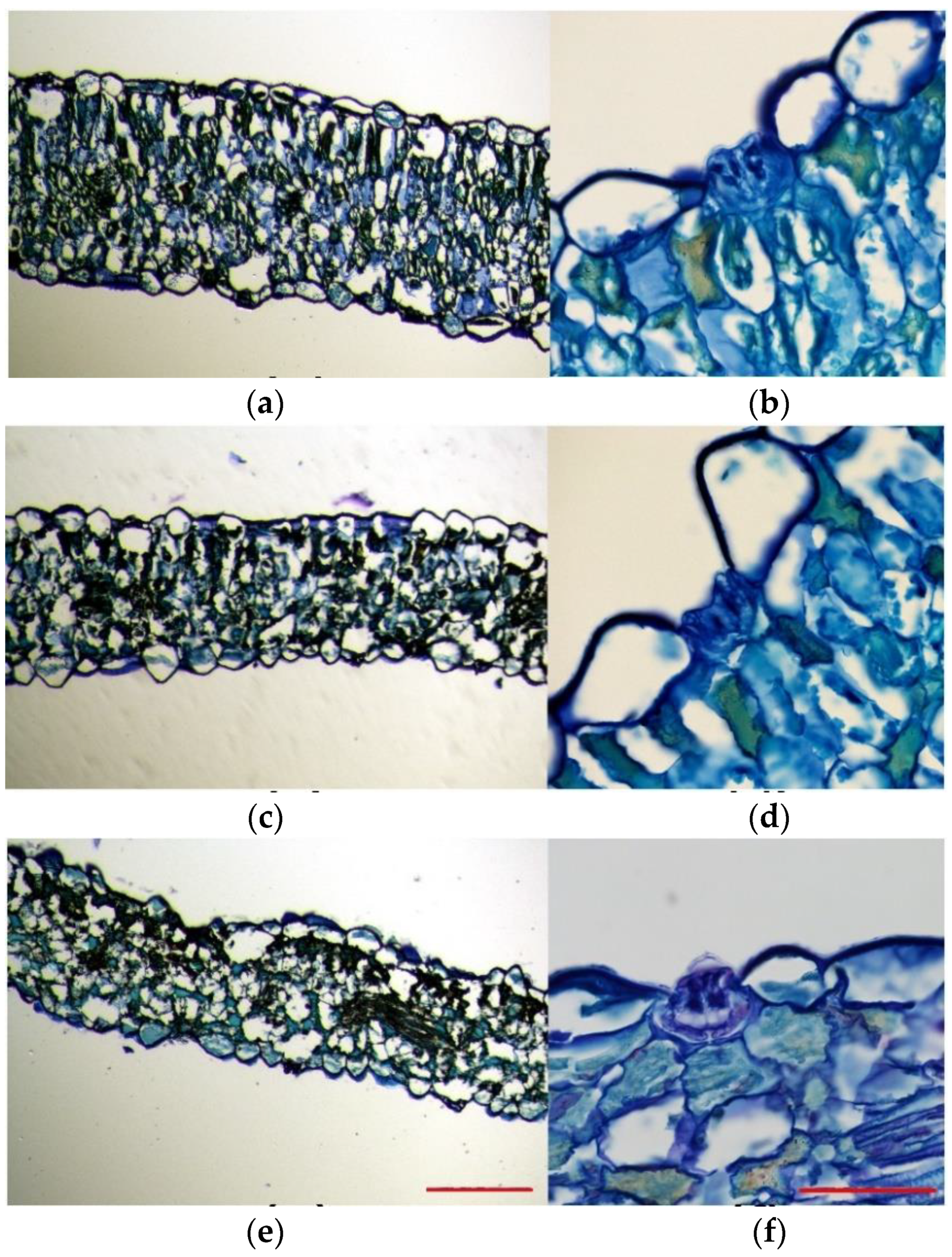 Plants 11 01137 g004 Plants 11 01137 g004
