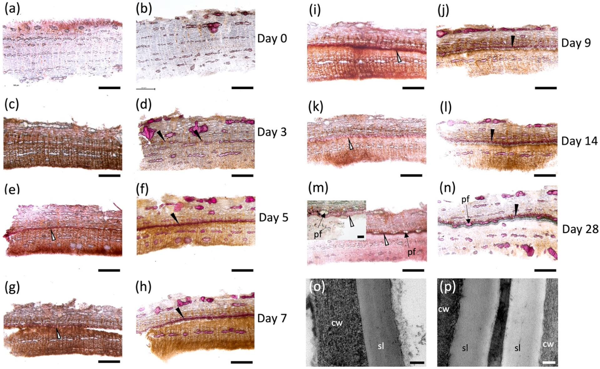 Plants 11 01143 g001