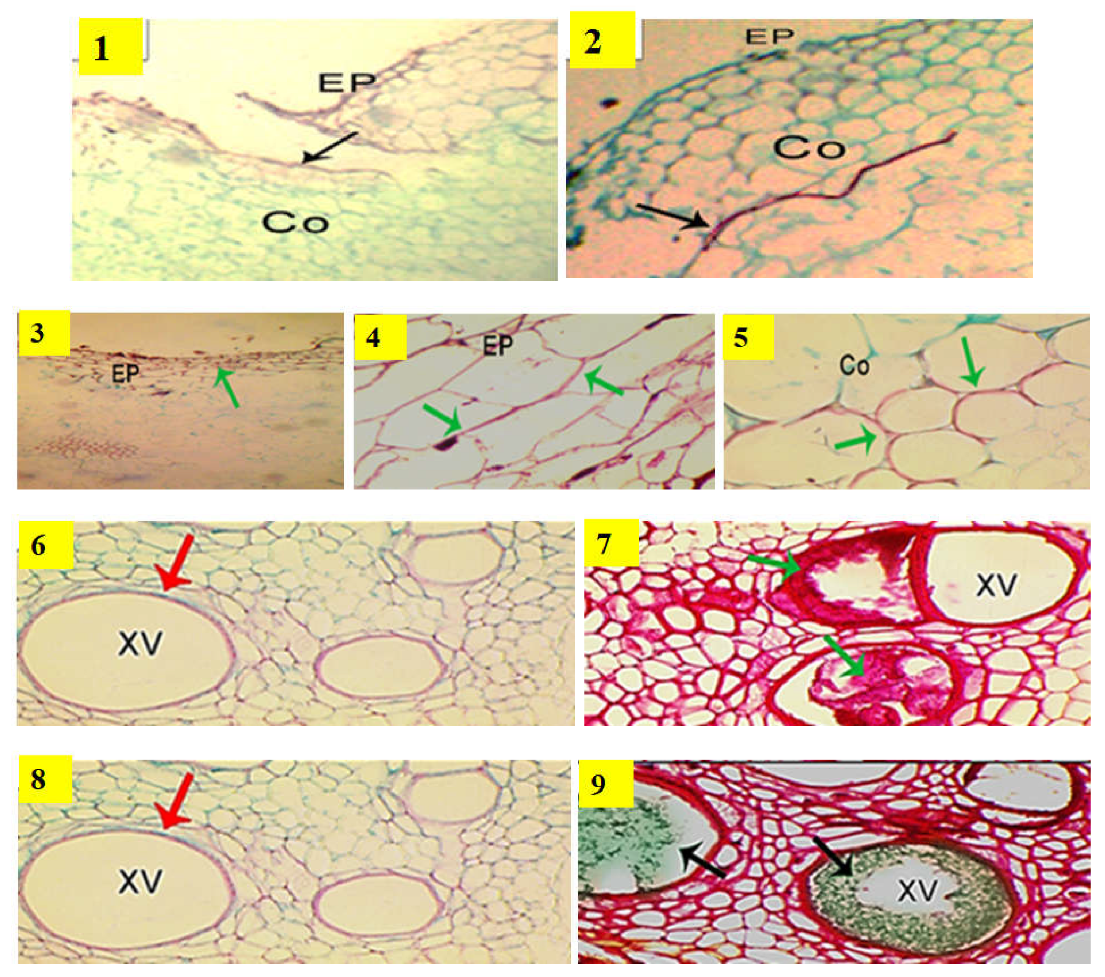 Plants 11 01147 g002