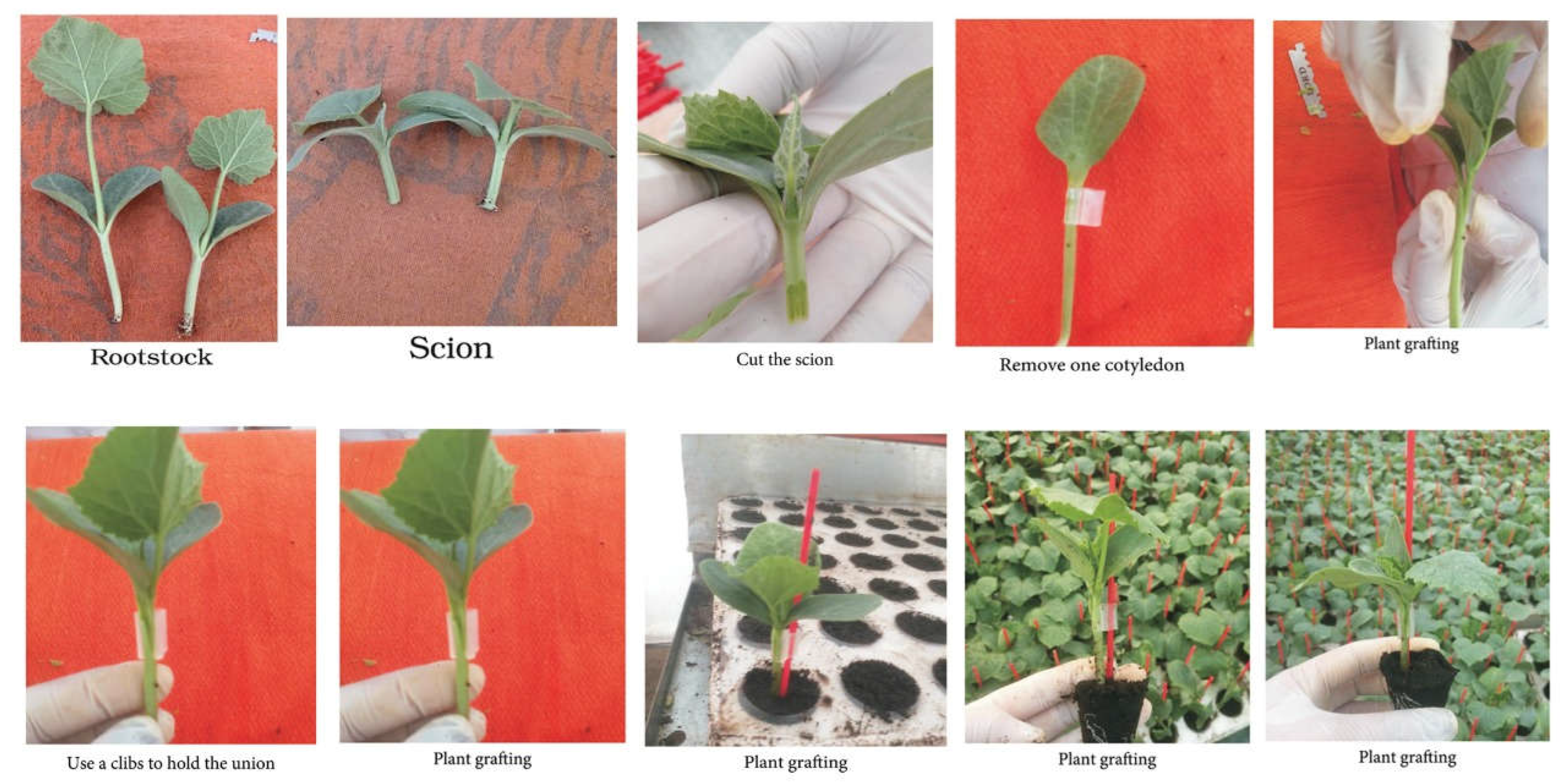 Plants 11 01147 g006