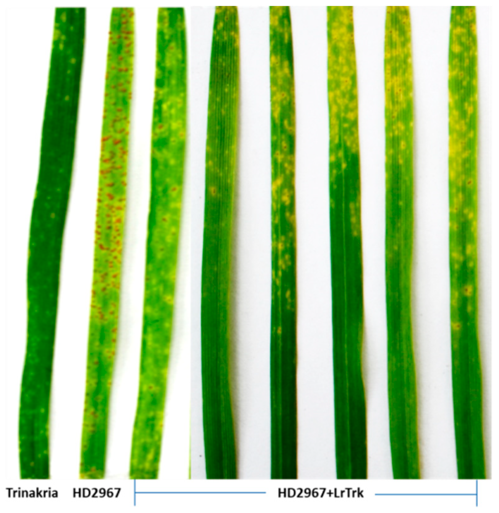 Plants 11 01152 g002