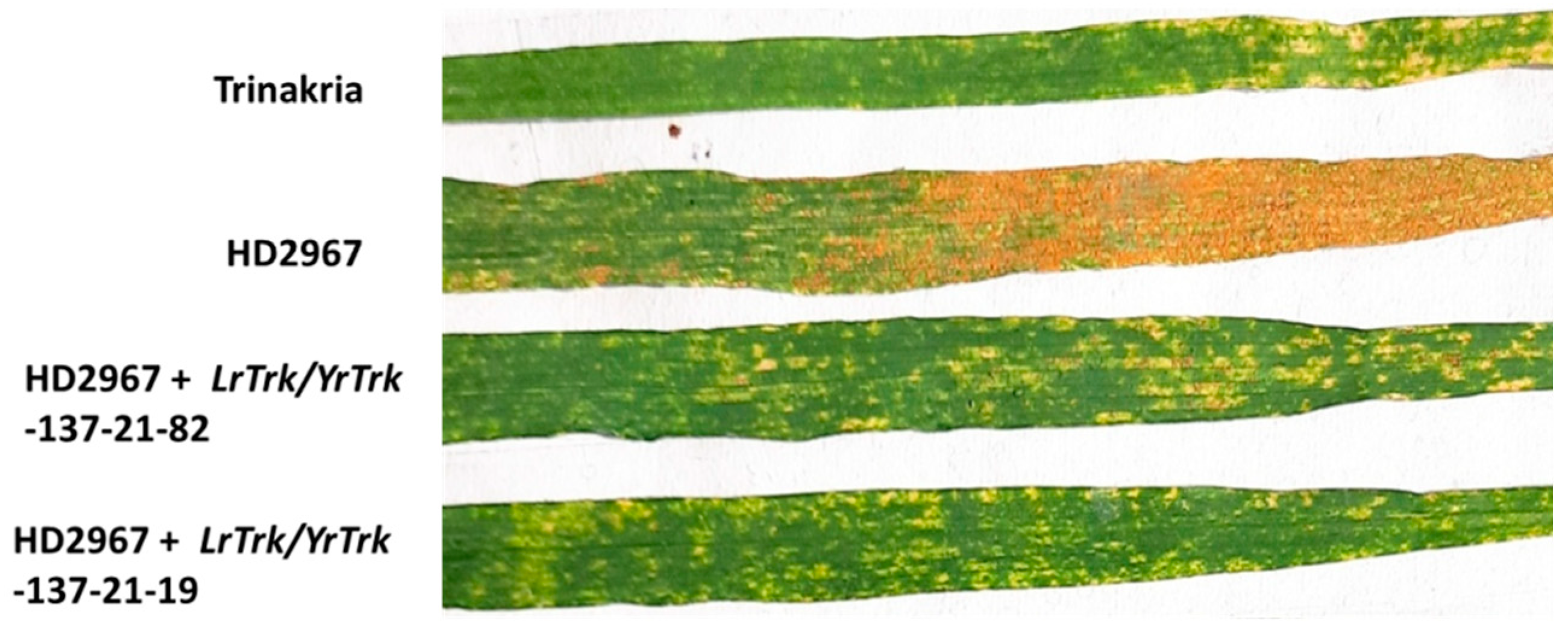 Plants 11 01152 g003