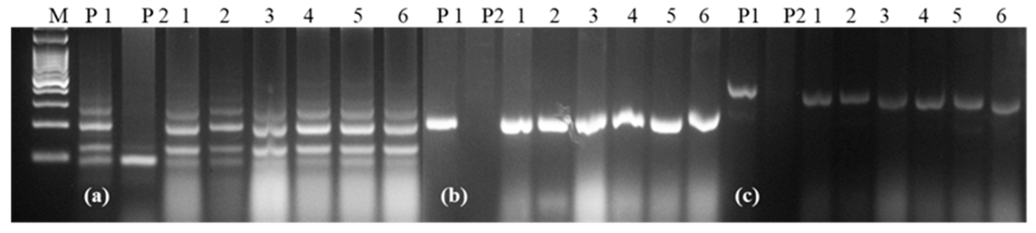 Plants 11 01152 g005