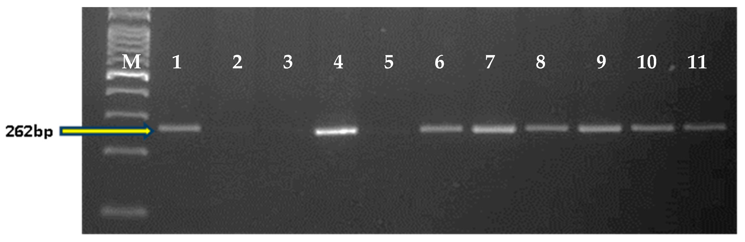 Plants 11 01152 g006