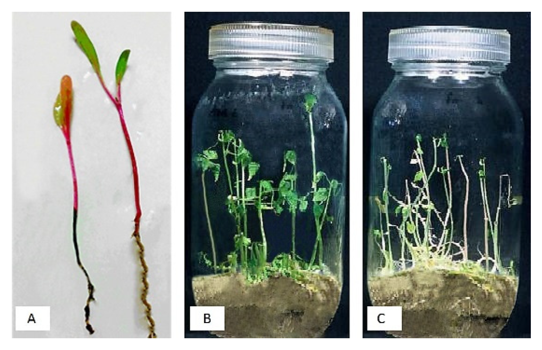 Plants 11 01155 g001