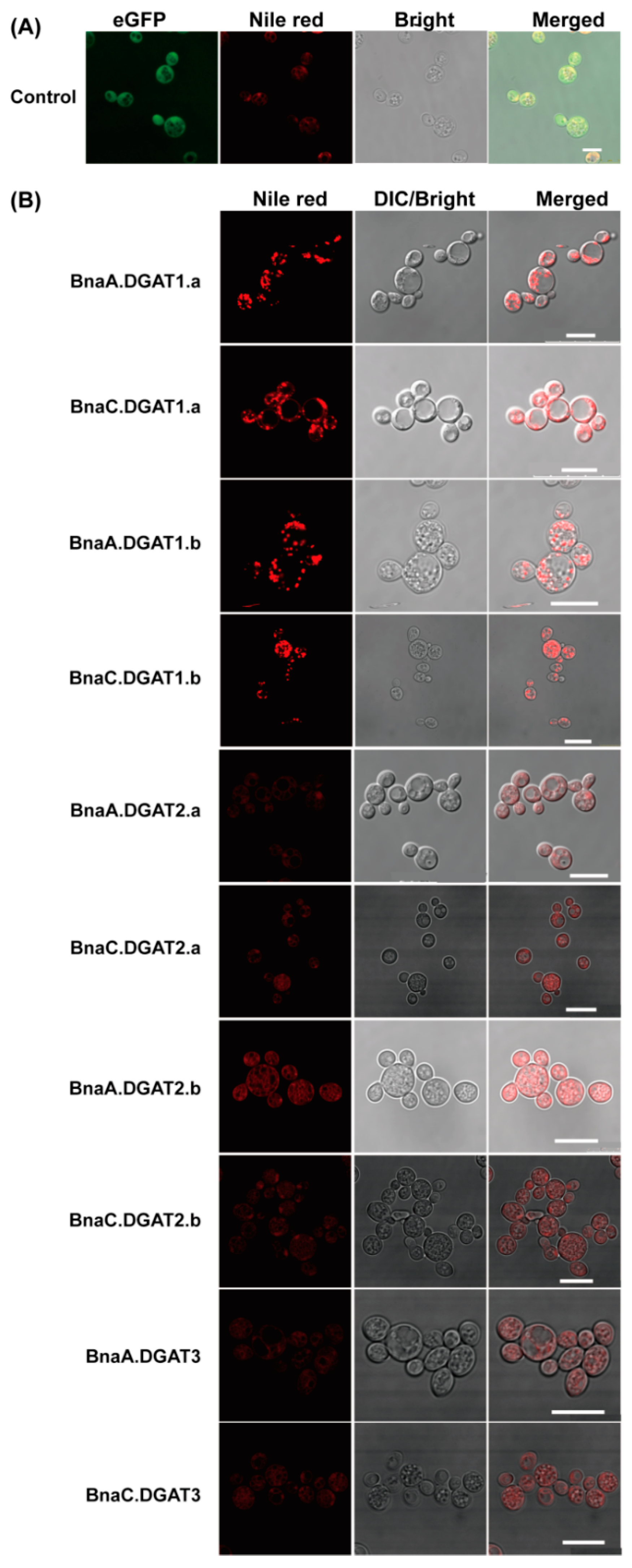 Plants 11 01156 g004