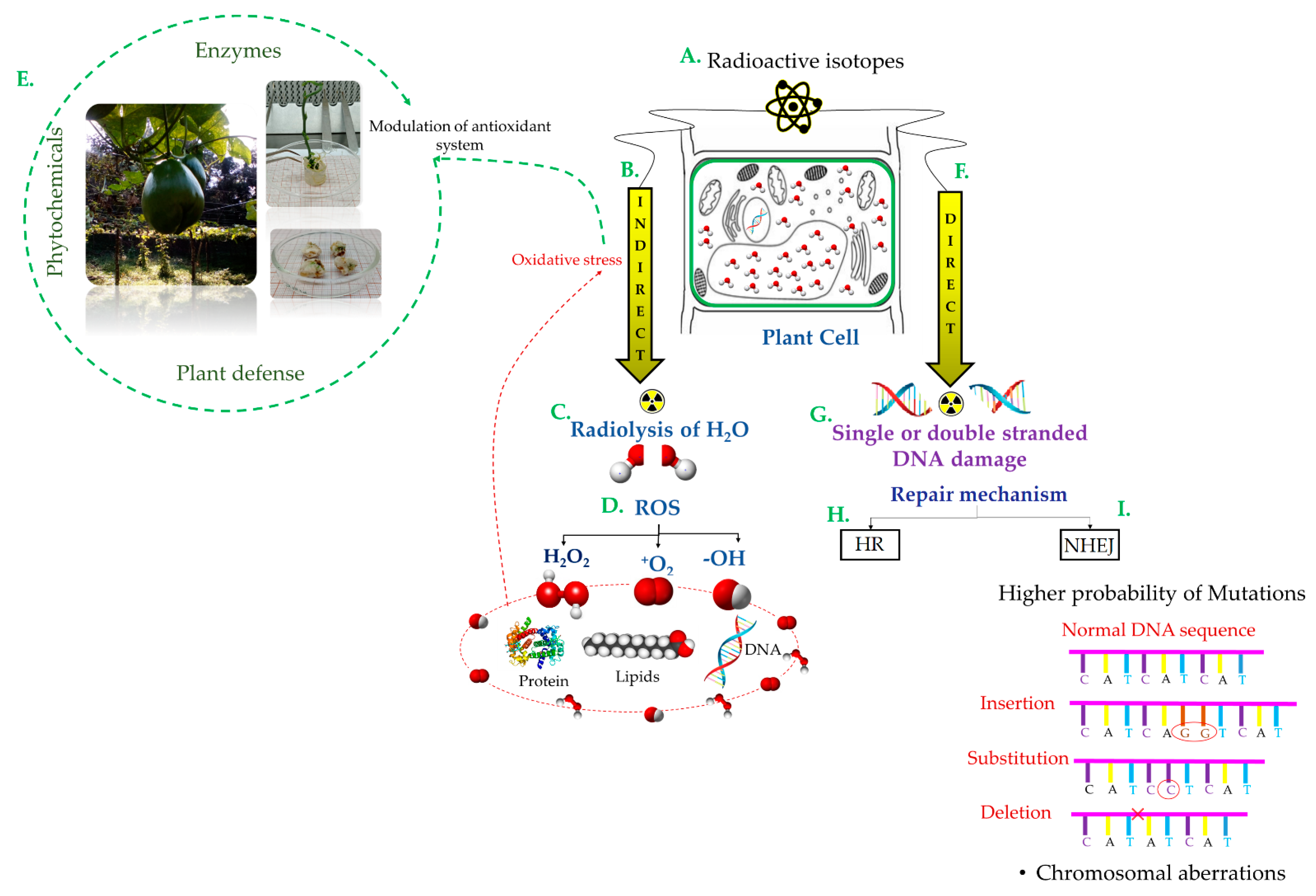 Plants 11 01161 g001