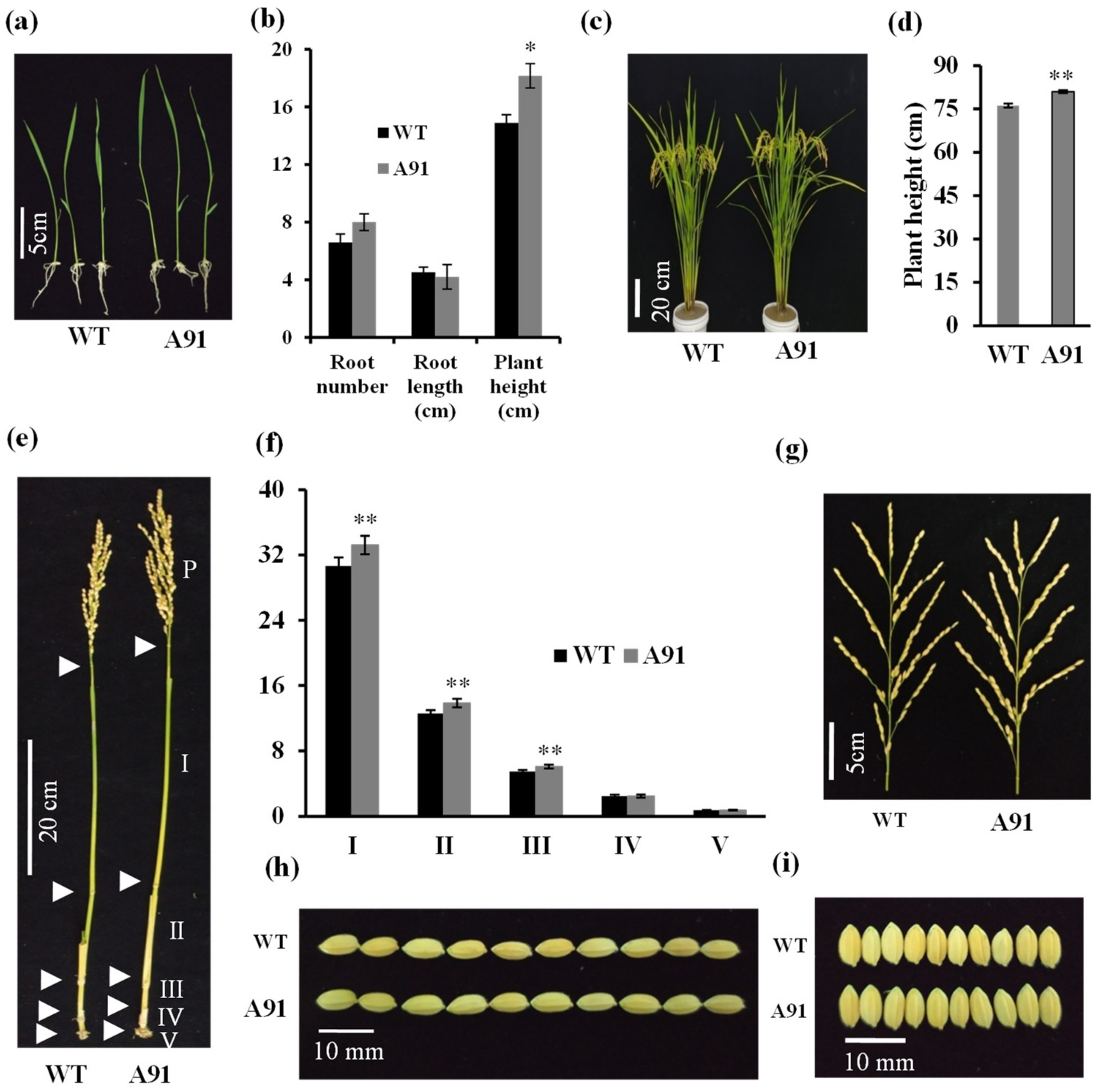 Plants 11 01184 g003
