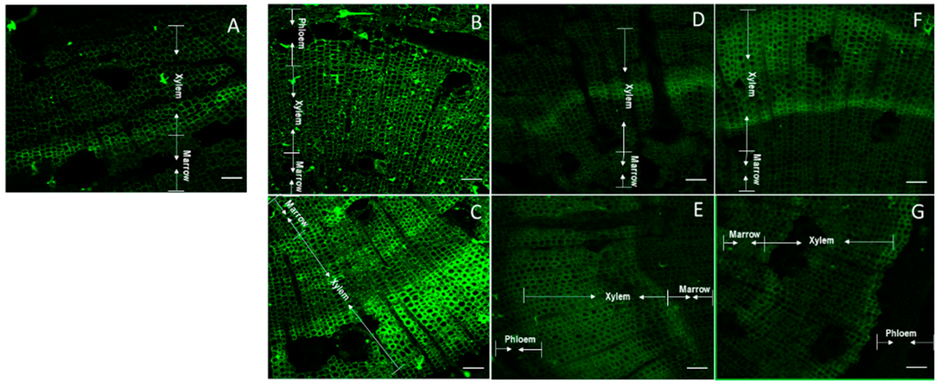 Plants 11 01190 g004 Plants 11 01190 g004