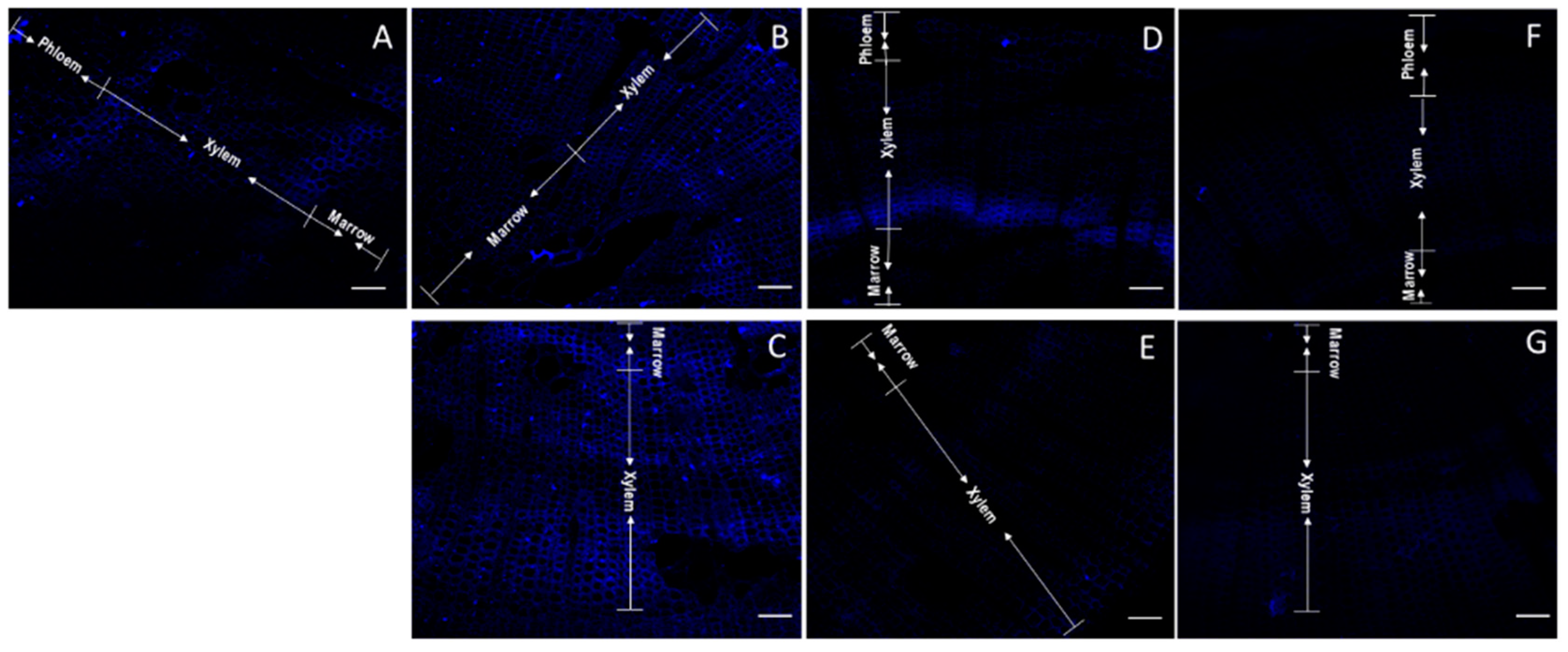 Plants 11 01190 g005 Plants 11 01190 g005