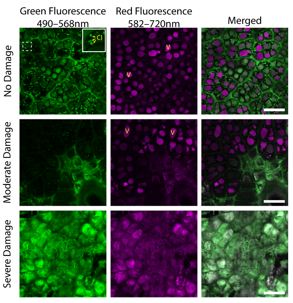 Plants 11 01201 g002