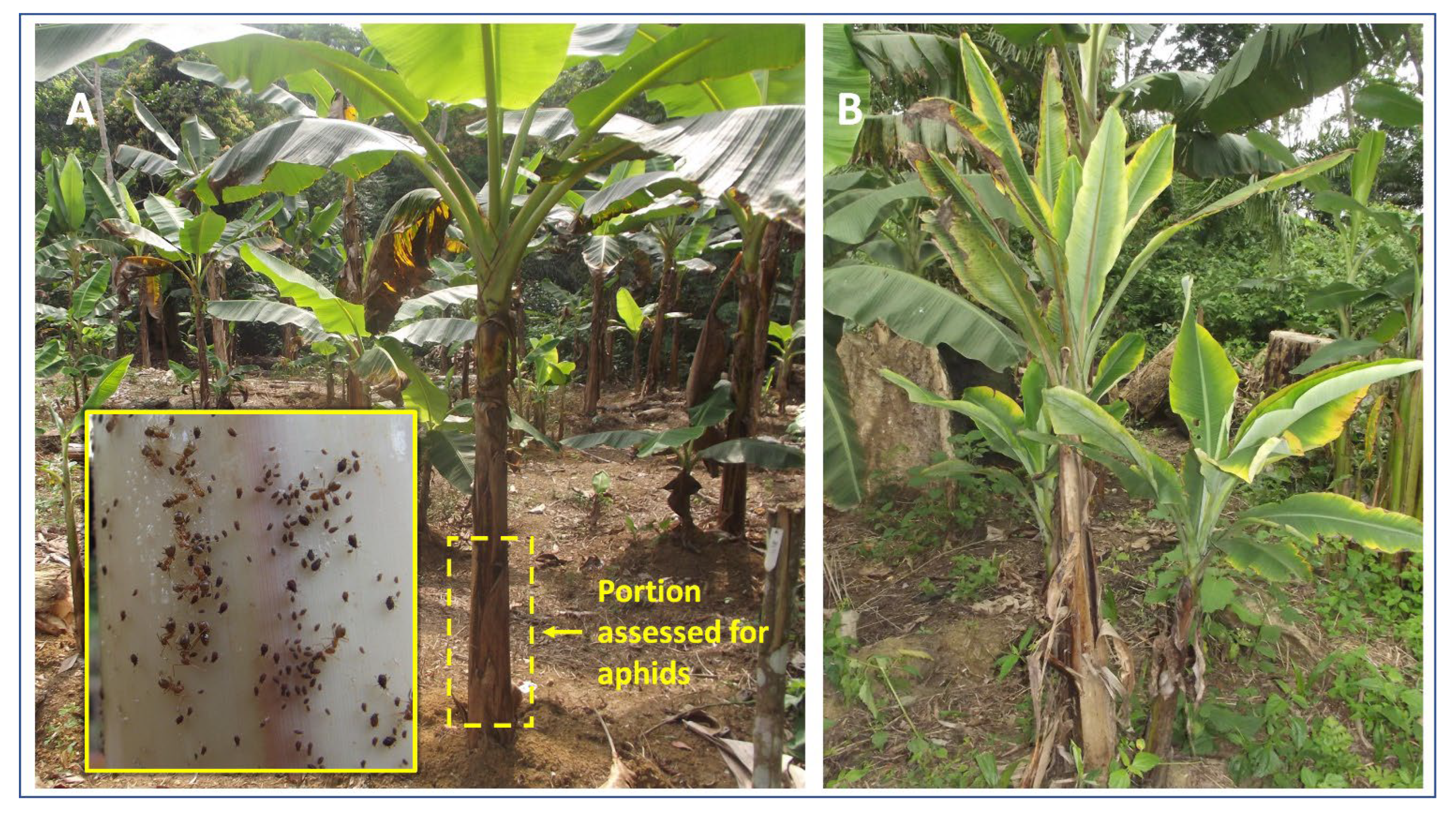 Plants 11 01206 g001