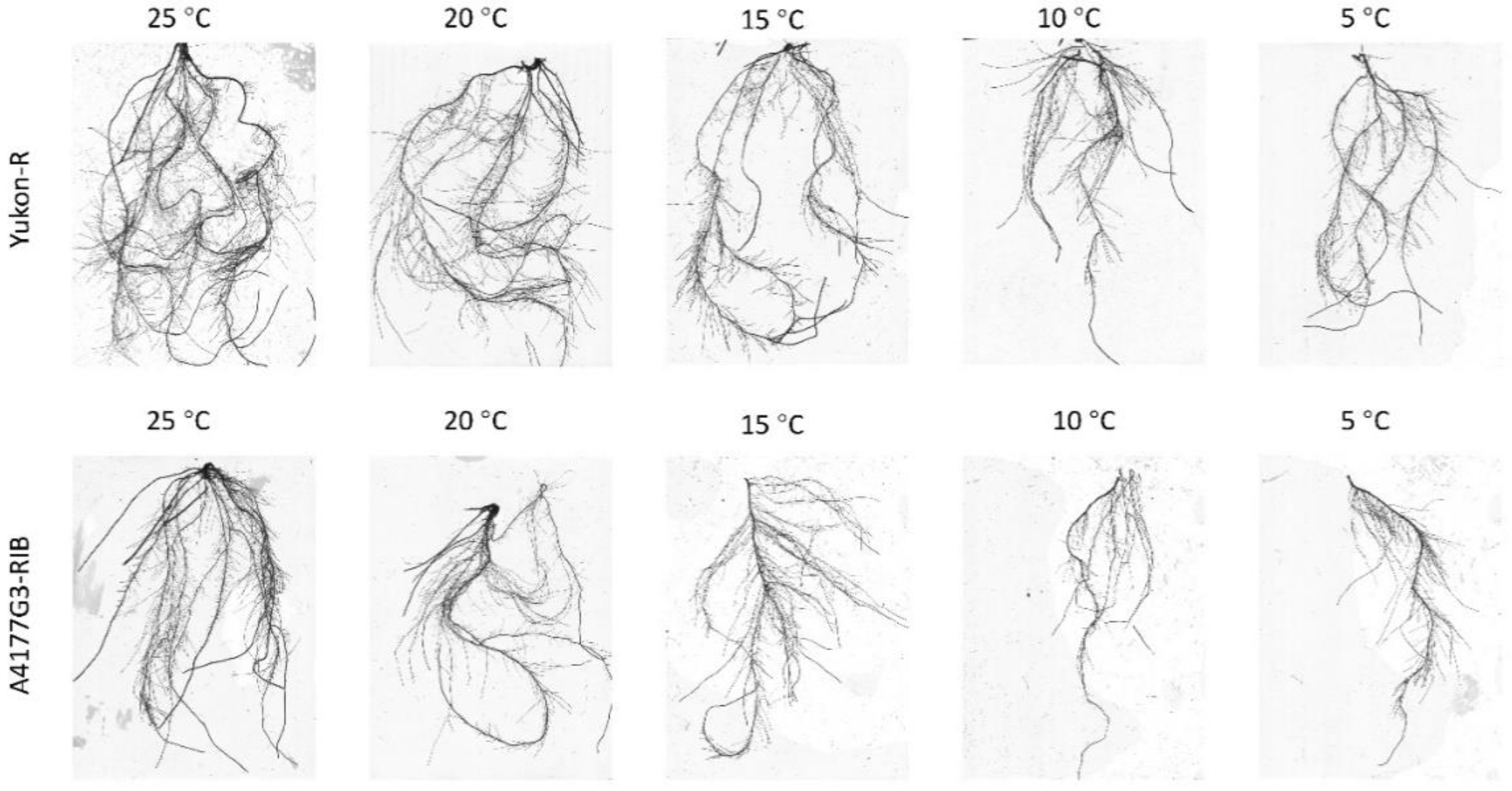 Plants 11 01217 g001