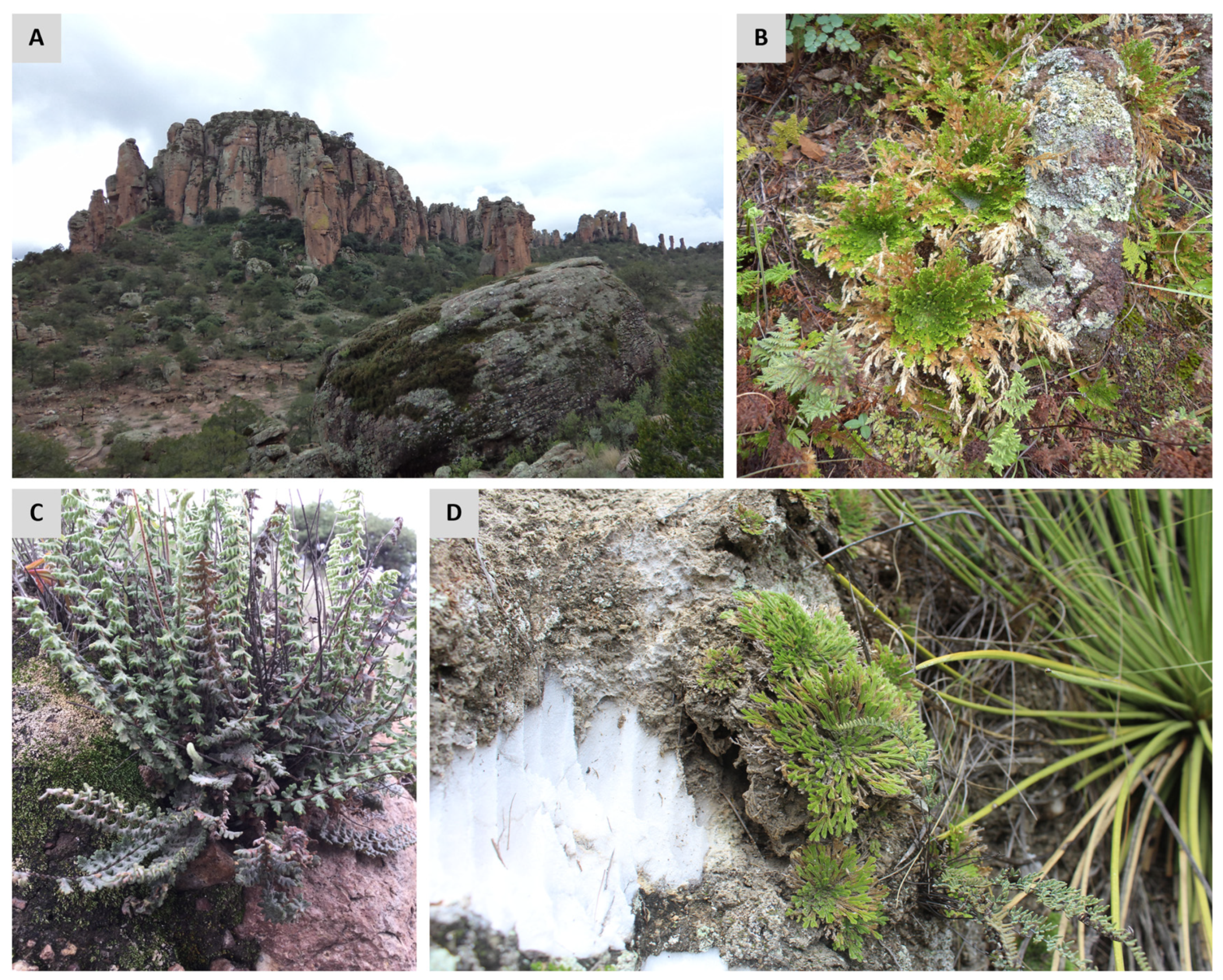 Plants 11 01222 g002