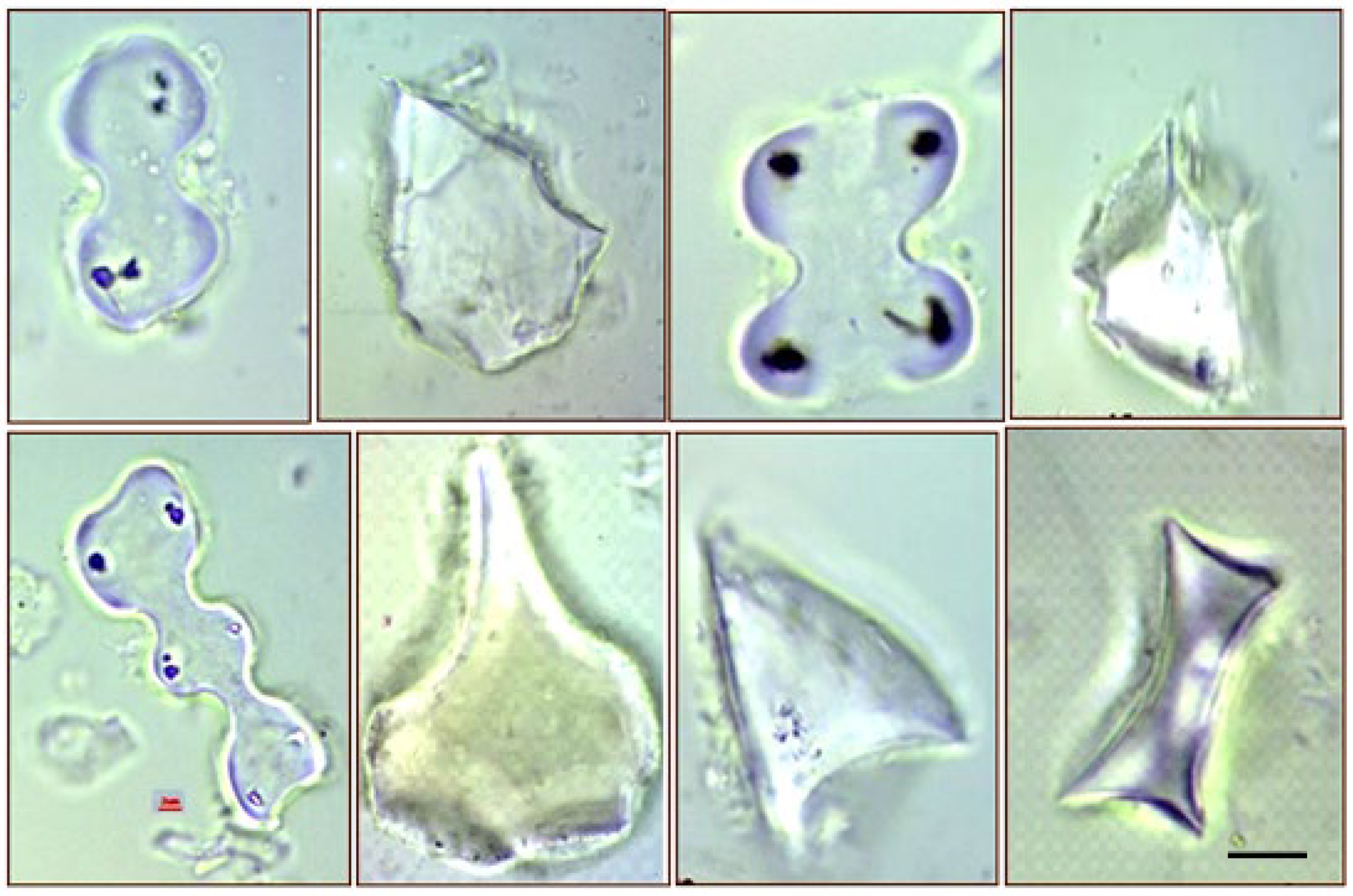 Plants 11 01223 g002