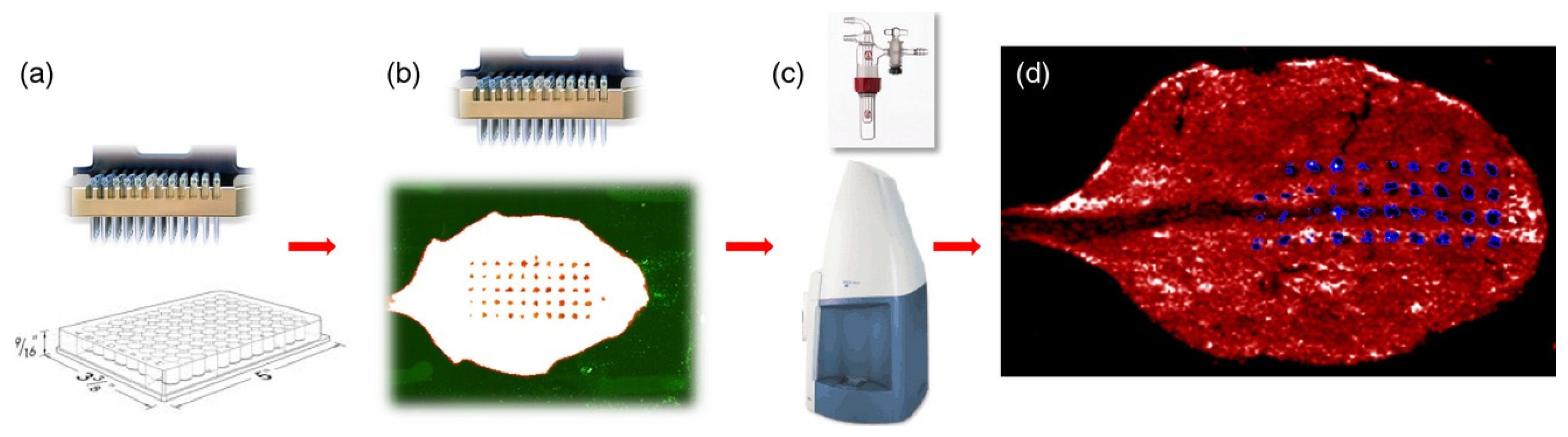 Plants 11 01234 g002 Plants 11 01234 g002