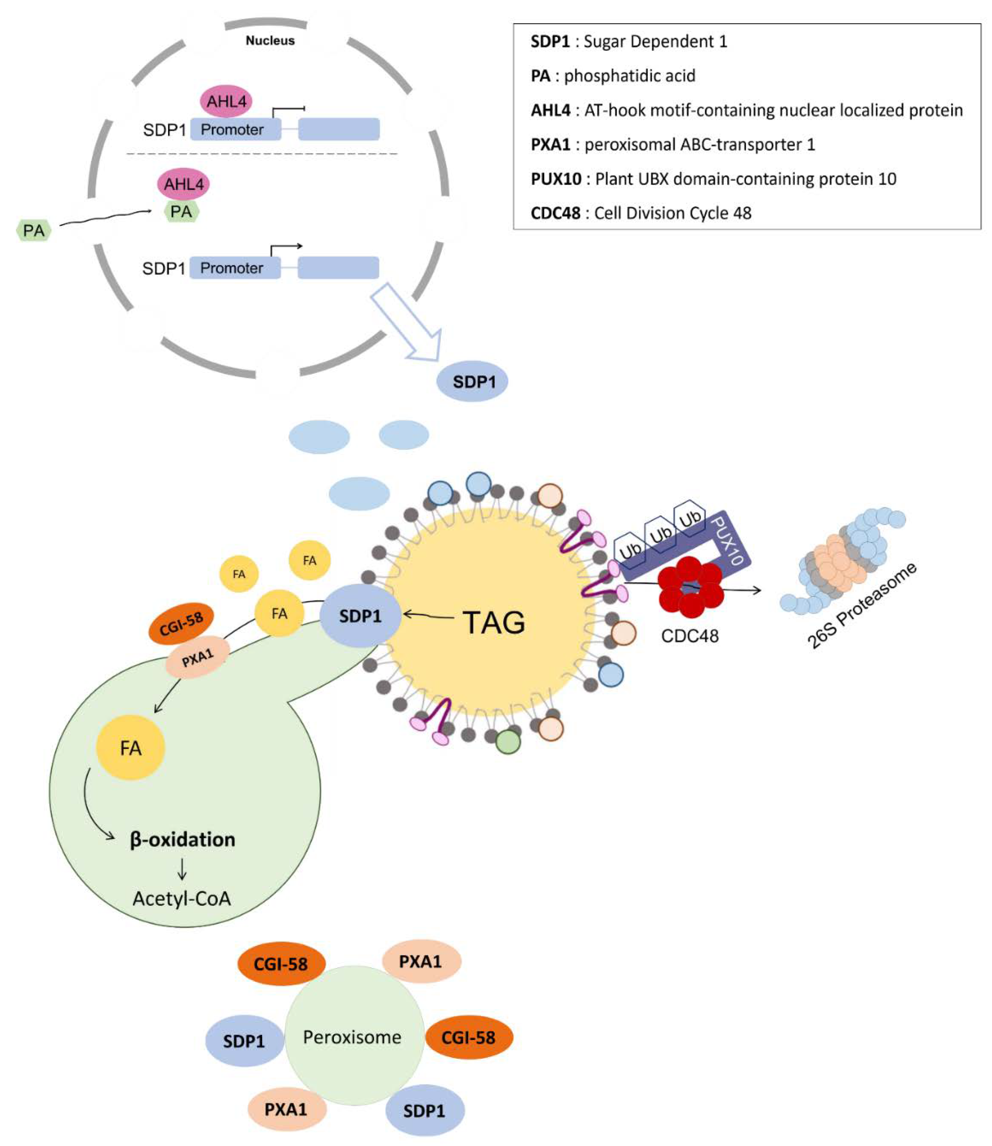 Plants 11 01243 g002